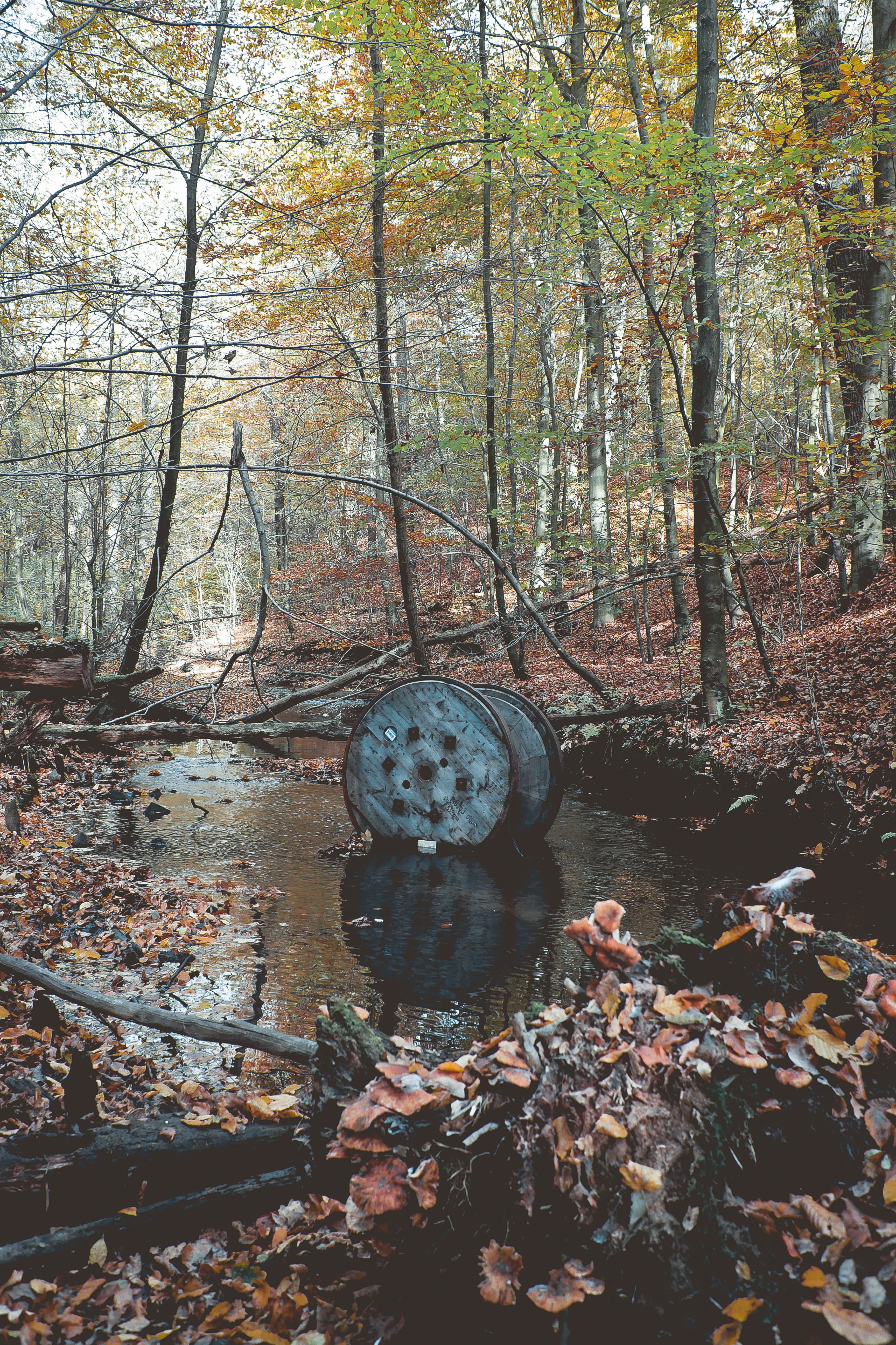 woodland, traces, leaf, forest, non-urban scene, wheel, land, change, branch, growth, 5K, trunk, nature, beauty in nature, industrial, tranquility, surreal, Phone HD Wallpaper