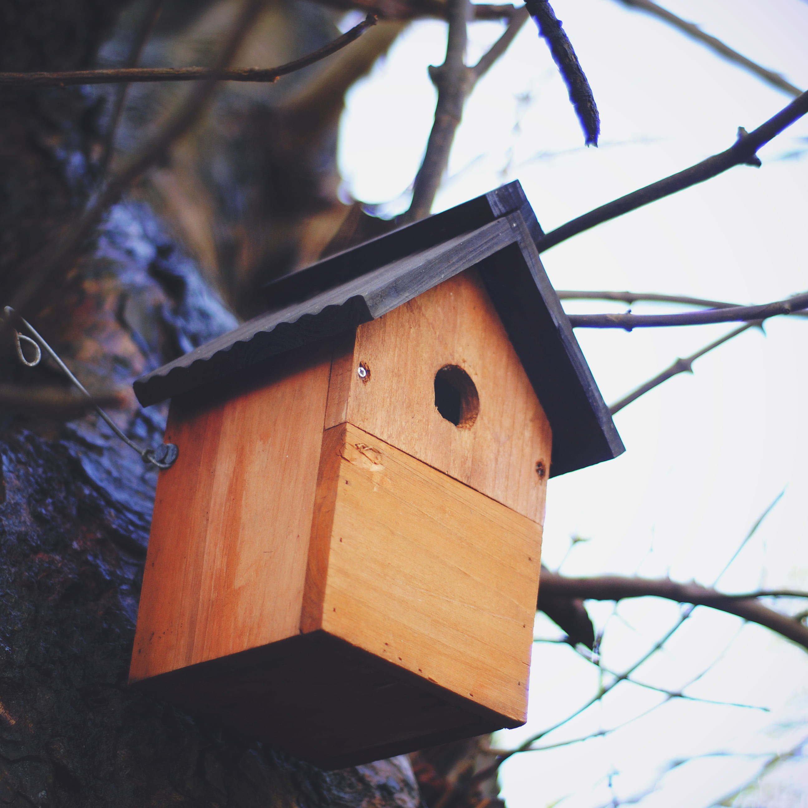 tree, wood - material, nature, low angle view, wooden, day, birdhouse, built structure, manmade, outdoors, protection, shallow, nest, fuel and power generation, Phone HD Wallpaper