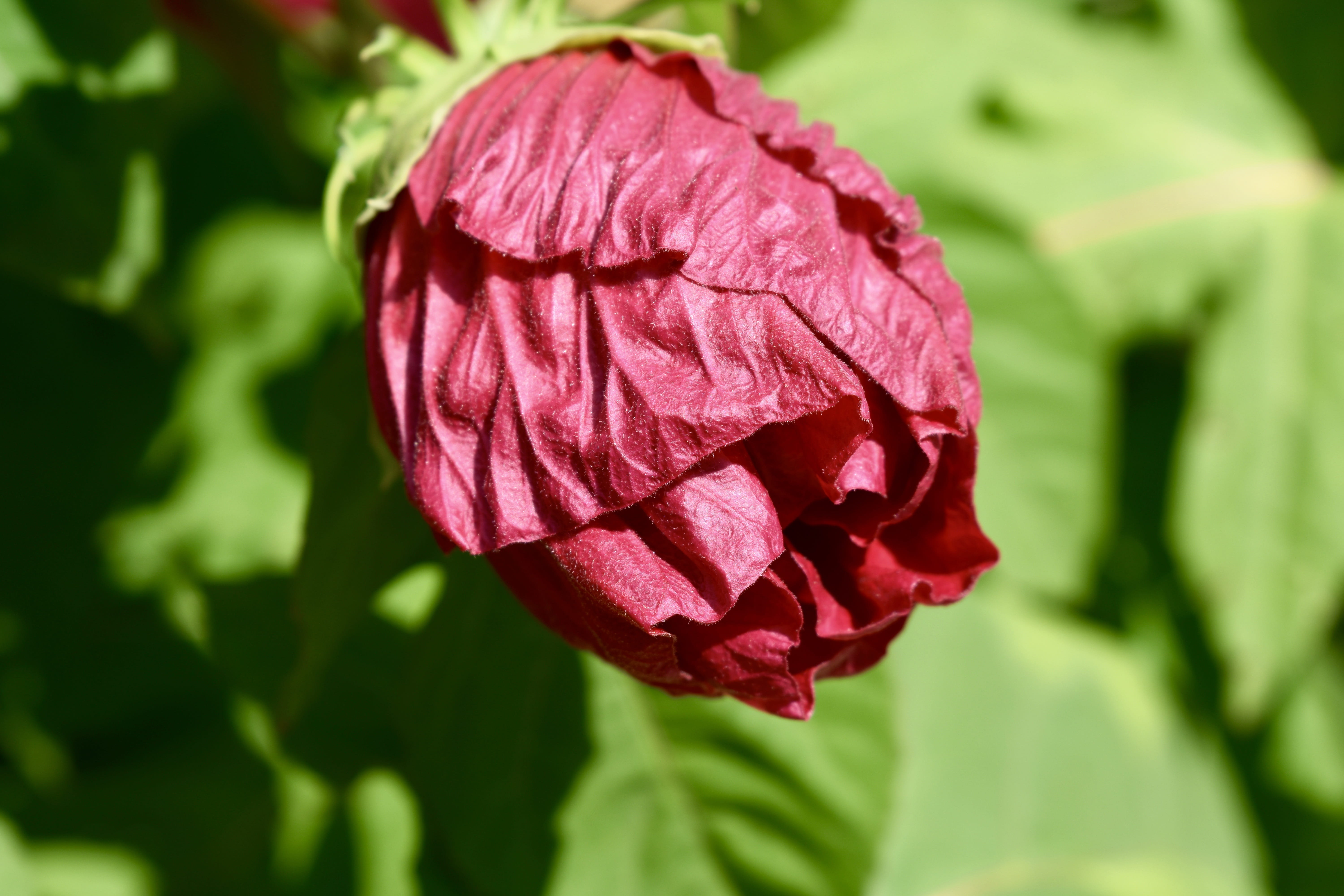 fragility, summer, sunny, red, blossom, freshness, hibiscus, plant, outdoors, flowering plant, inflorescence, 5K, growth, nature, bloom, green, pink color, HD Wallpaper