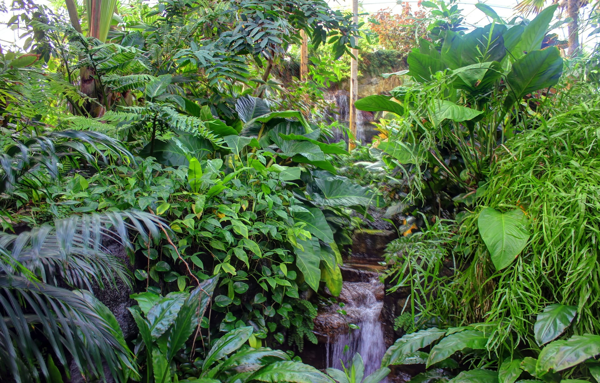 plantation, plant part, agriculture, plant, tropical climate, tranquility, food and drink, land, no people, nature, growth, manmade, fresh, beauty in nature, HD Wallpaper