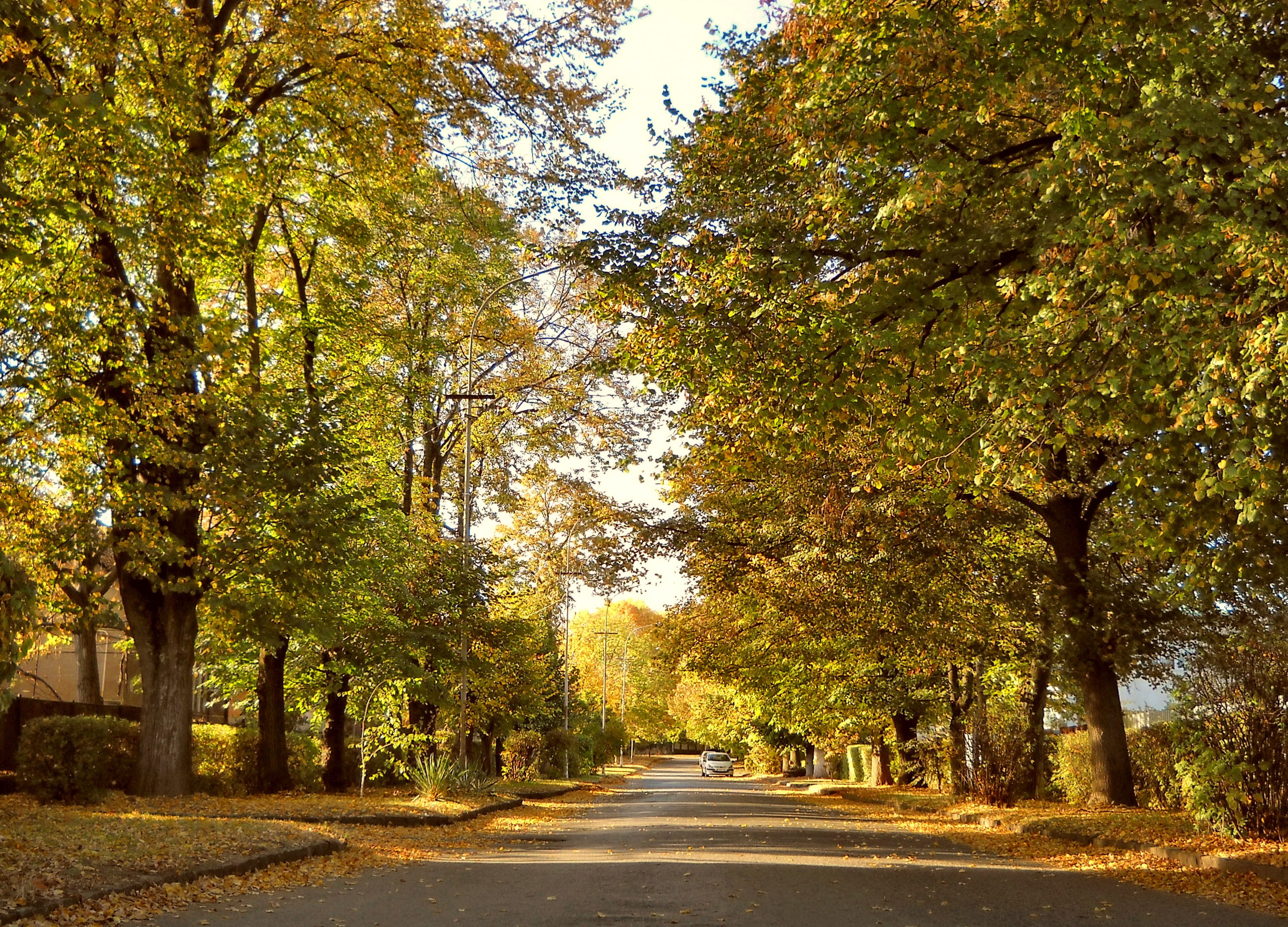 leaf, direction, ungvar, beauty in nature, the way forward, outdoors, atmosphere, treelined, land, landscape, travel, romantic, road, diminishing perspective, HD Wallpaper