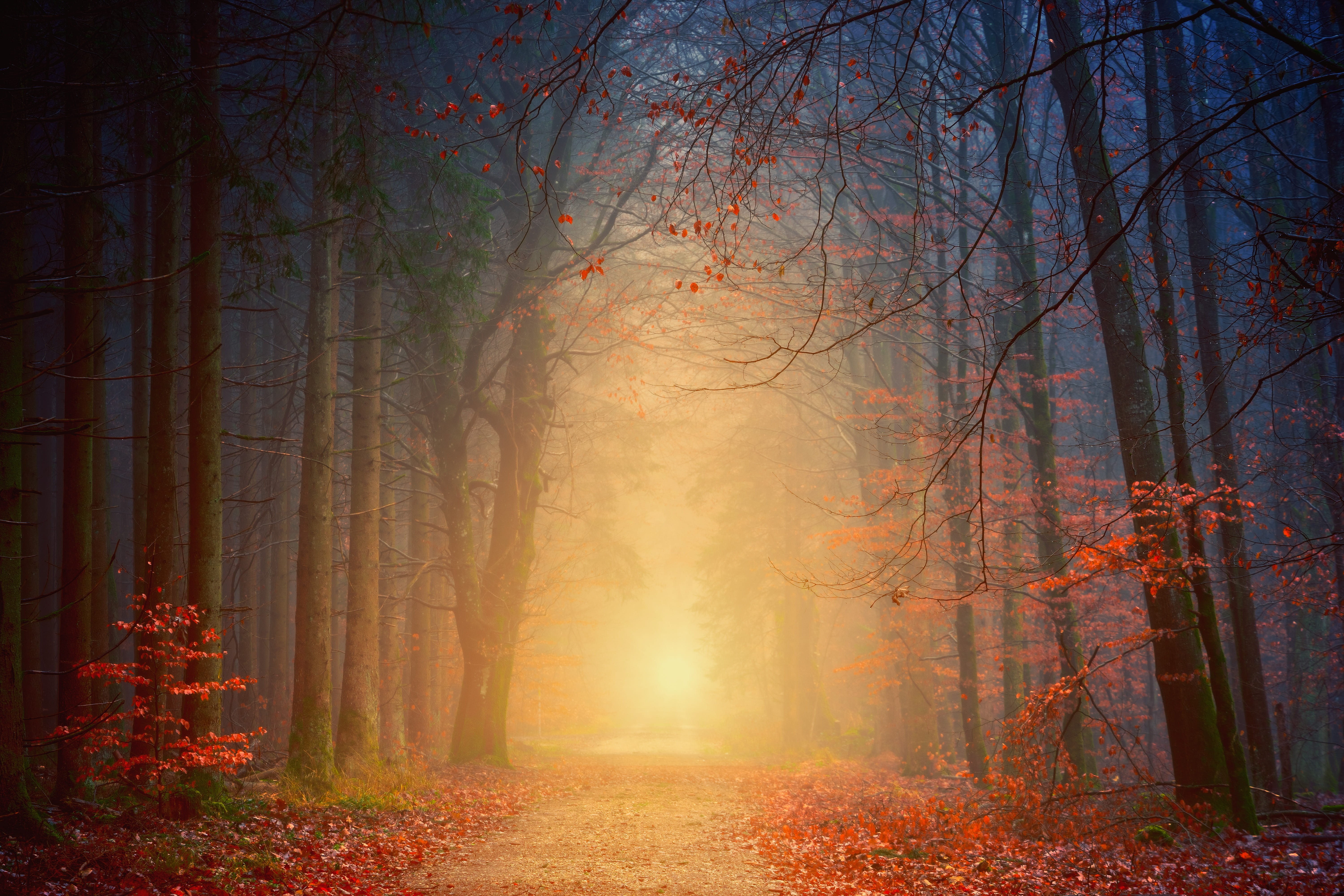 woodland, tree, fog, autumn, scenics - nature, away, hope, mystical, tranquil scene, magic, sunlight, romantic, idyllic, change, backlighting, atmospheric, HD Wallpaper
