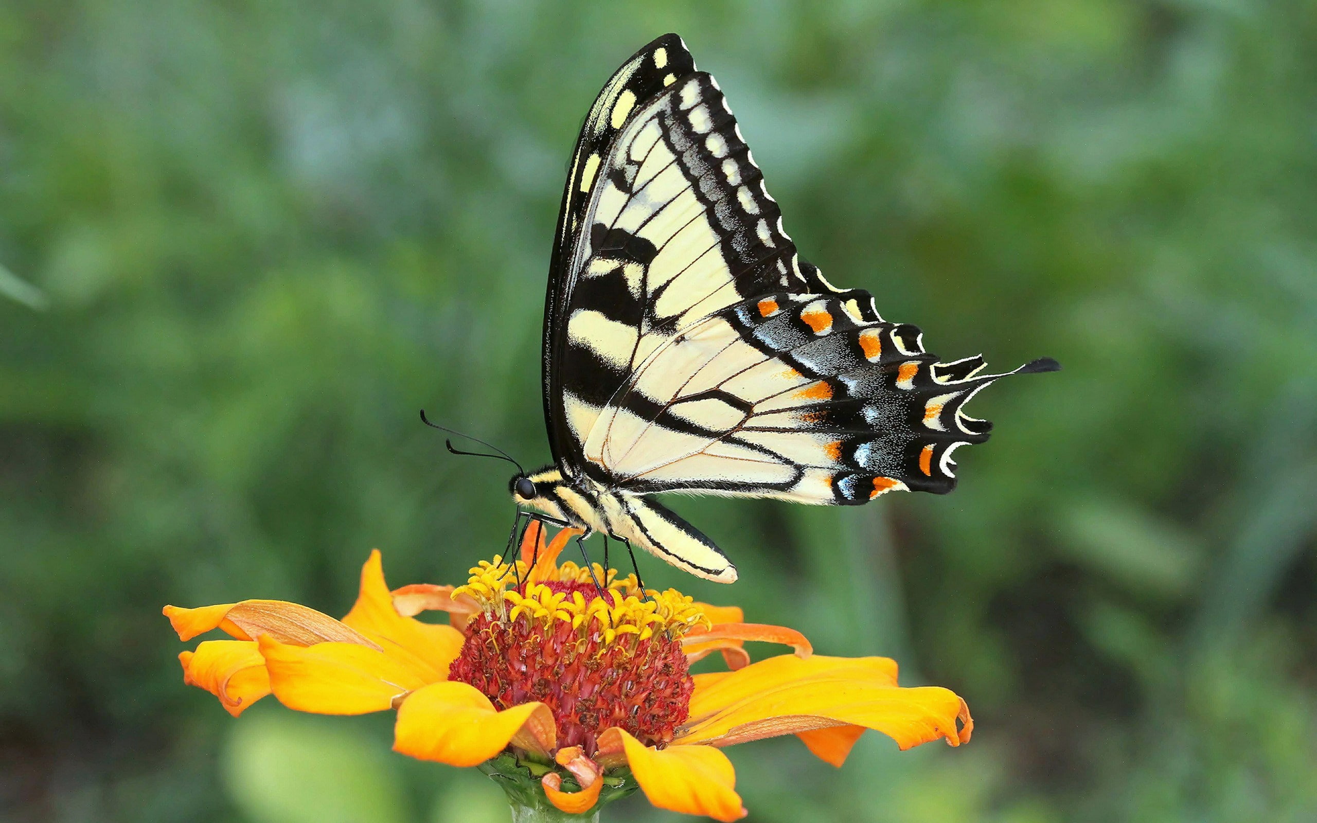 flower head, flower, animal wildlife, beauty in nature, close-up, plant, butterfly, freshness, fragility, animal wing, focus on foreground, 2K, outdoors, HD Wallpaper