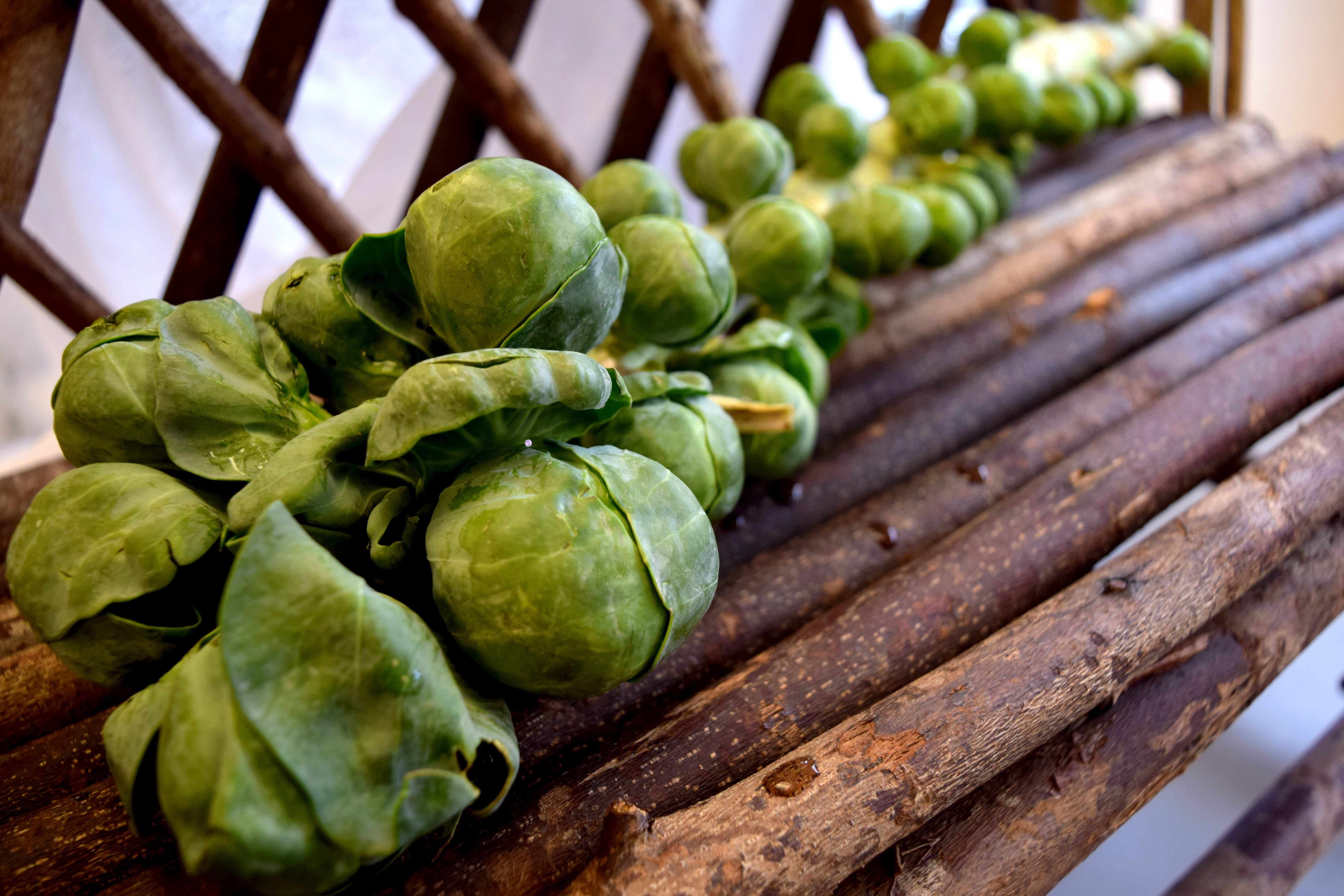 5K, day, marshall simonds middle school, close-up, green color, still life, brussel sprouts, focus on foreground, raw food, food and drink, indoors, group of objects, HD Wallpaper