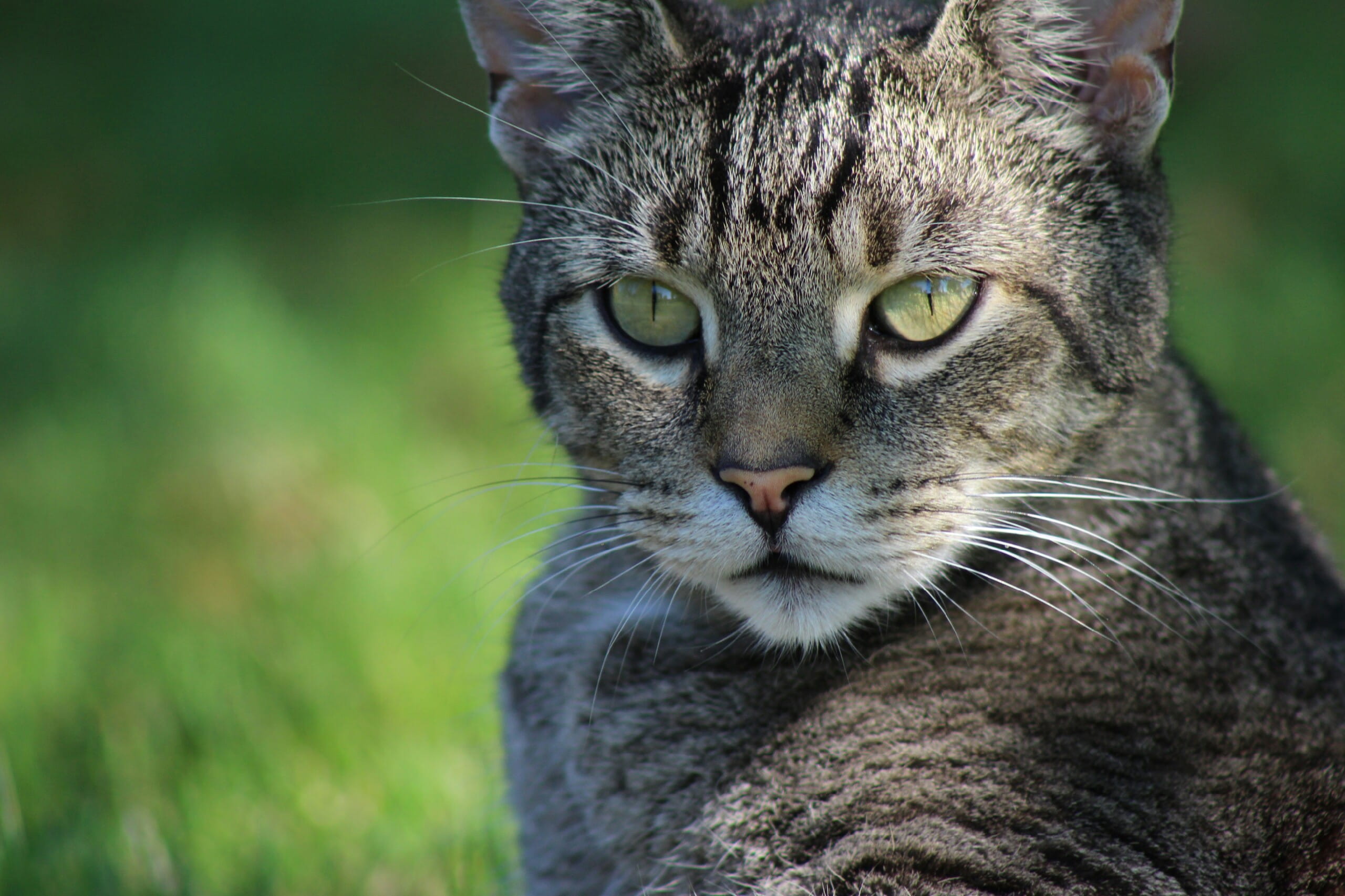 2K, one animal, day, domestic cat, no people, domestic animals, animal eye, nature, burlington, portrait, animal wildlife, animal head, animal themes, HD Wallpaper