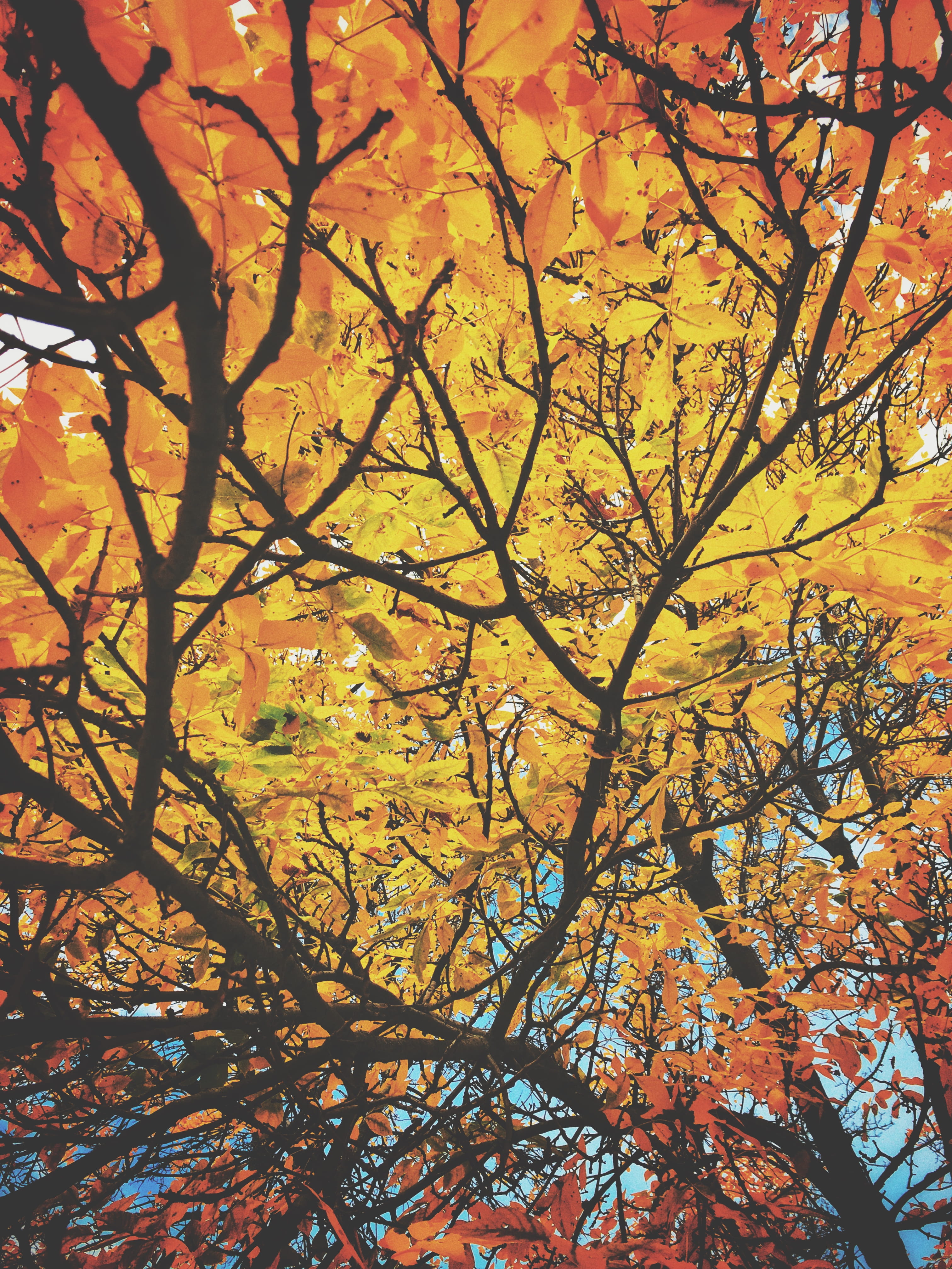 plant part, thanksgiving, leaves, no people, low angle view, plant, growth, leaf, united states, scenics - nature, day, autumn, branch, new england, nature, Phone HD Wallpaper