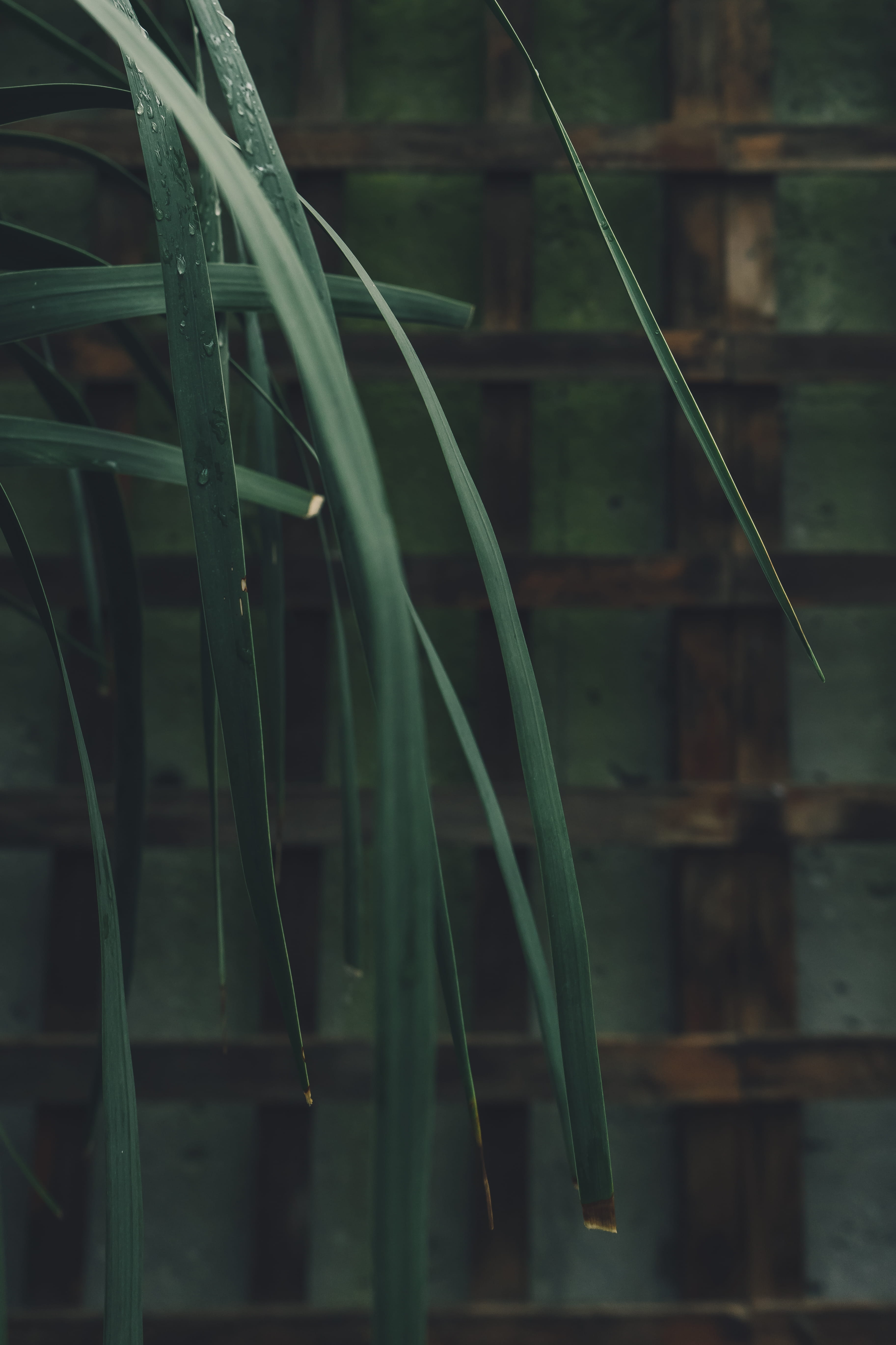 drop, leaf, wood, peaceful, day, plant, wet, beauty in nature, plant part, greenry, raindrop, no people, nature, garden, tranquility, plant stem, hanging, Phone HD Wallpaper