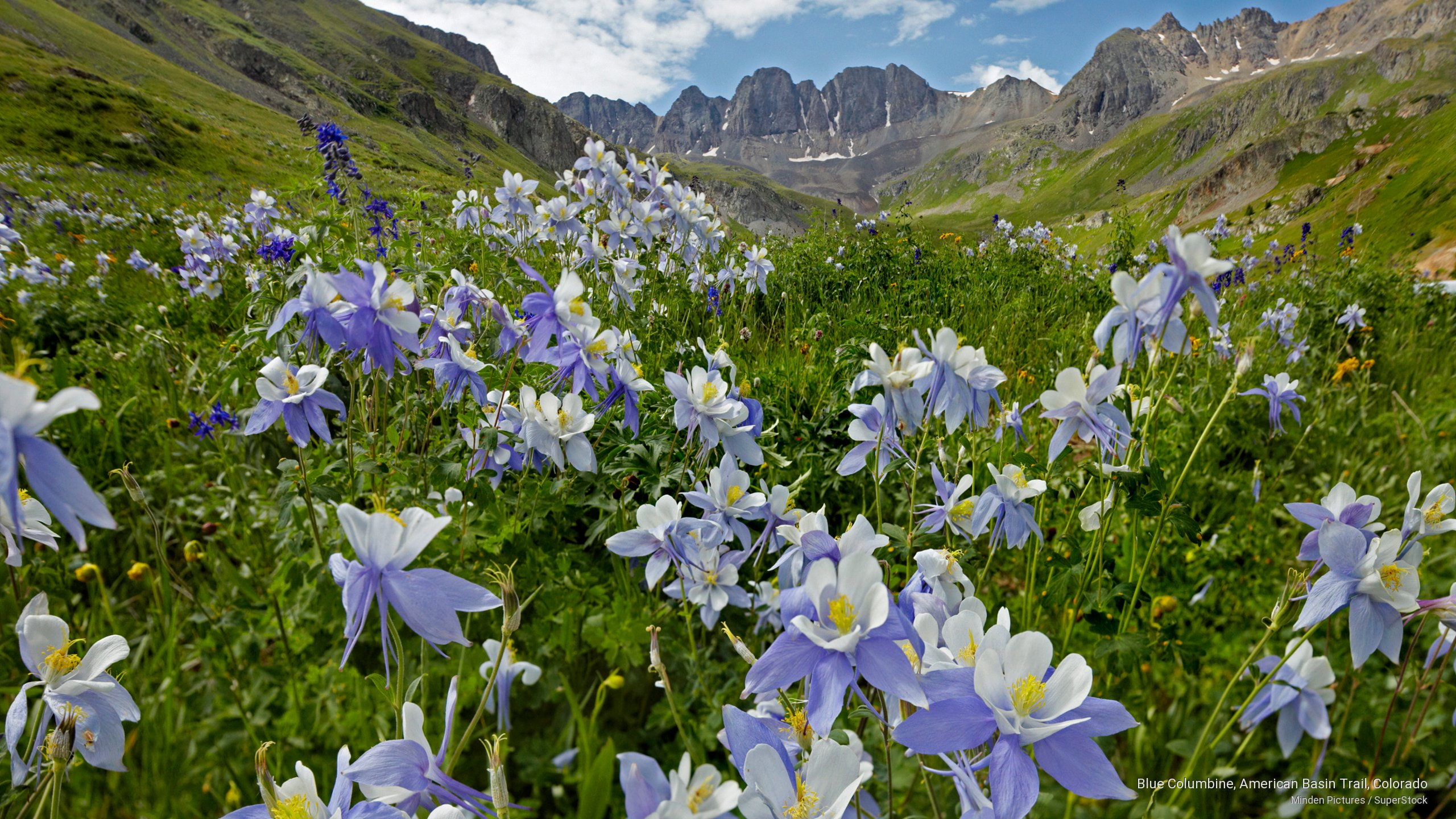 blue, colorado, columbine, basin, american, 2K, Spring/Summer, trail, HD Wallpaper