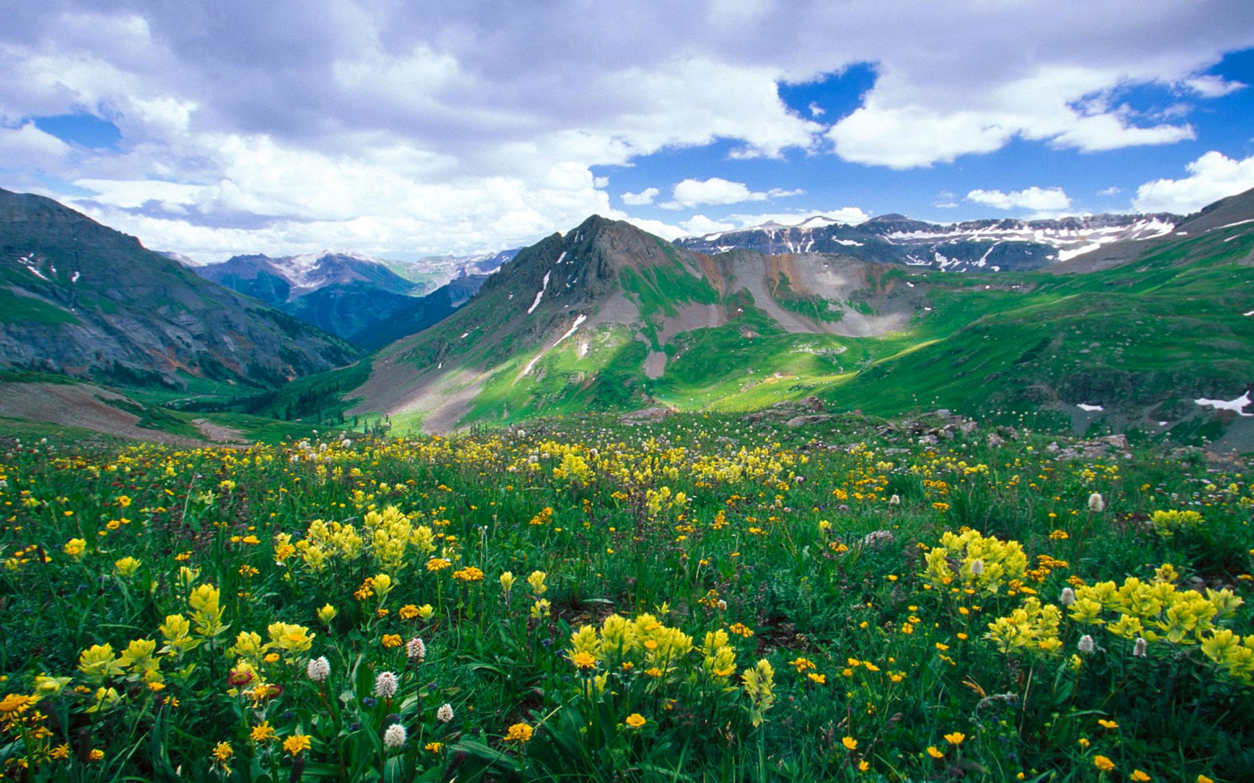 alpine, colorado, flowers, boy, landscape, mountain, uncompahgre, hd, yankee, basin, county, ouray, park, nature, usa, national, 2K, HD Wallpaper