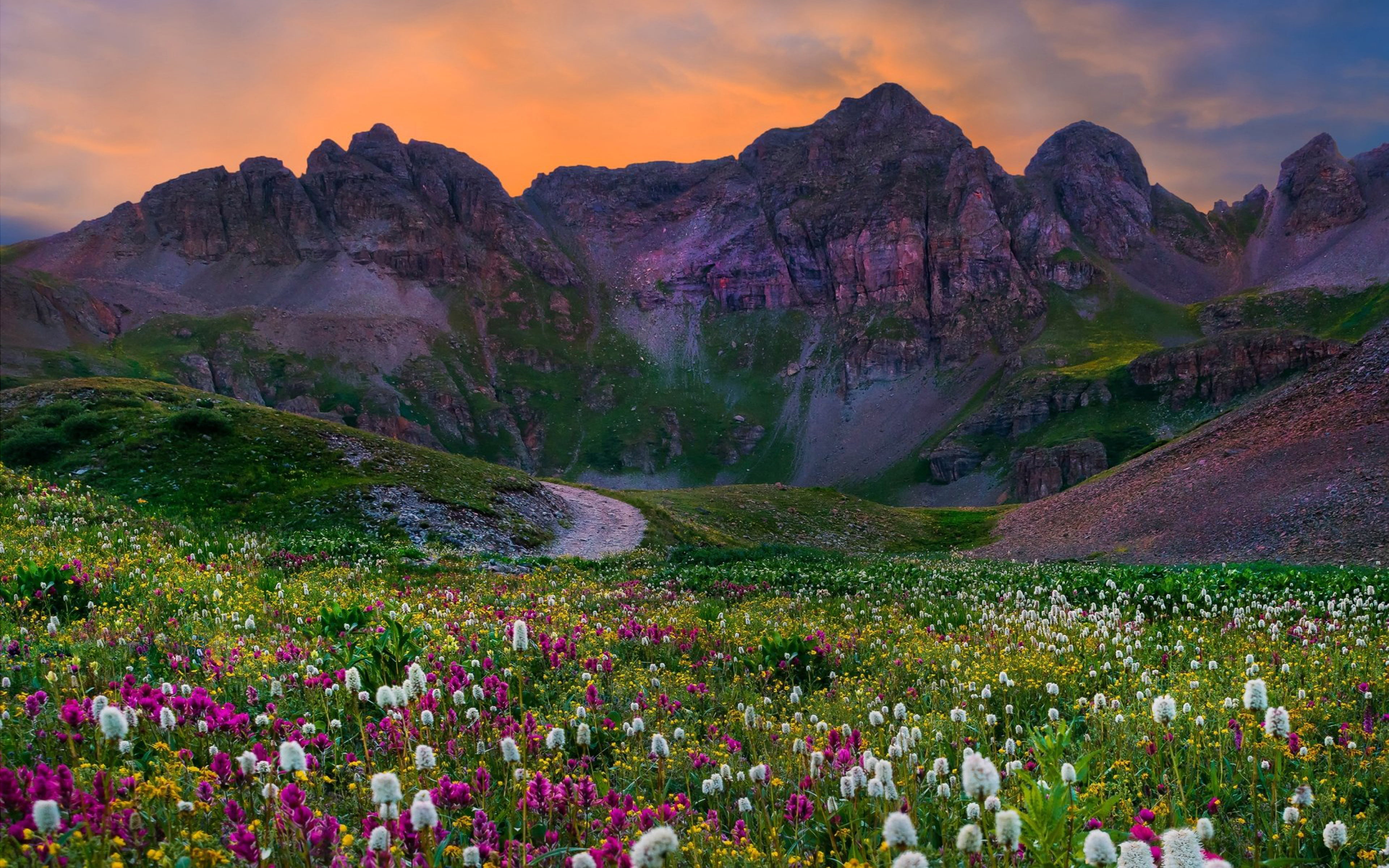 plant, 4K, flowers, field, colorado, outdoors, environment, tranquility, non-urban scene, flowering plant, growth, no people, grass, scenics - nature, HD Wallpaper