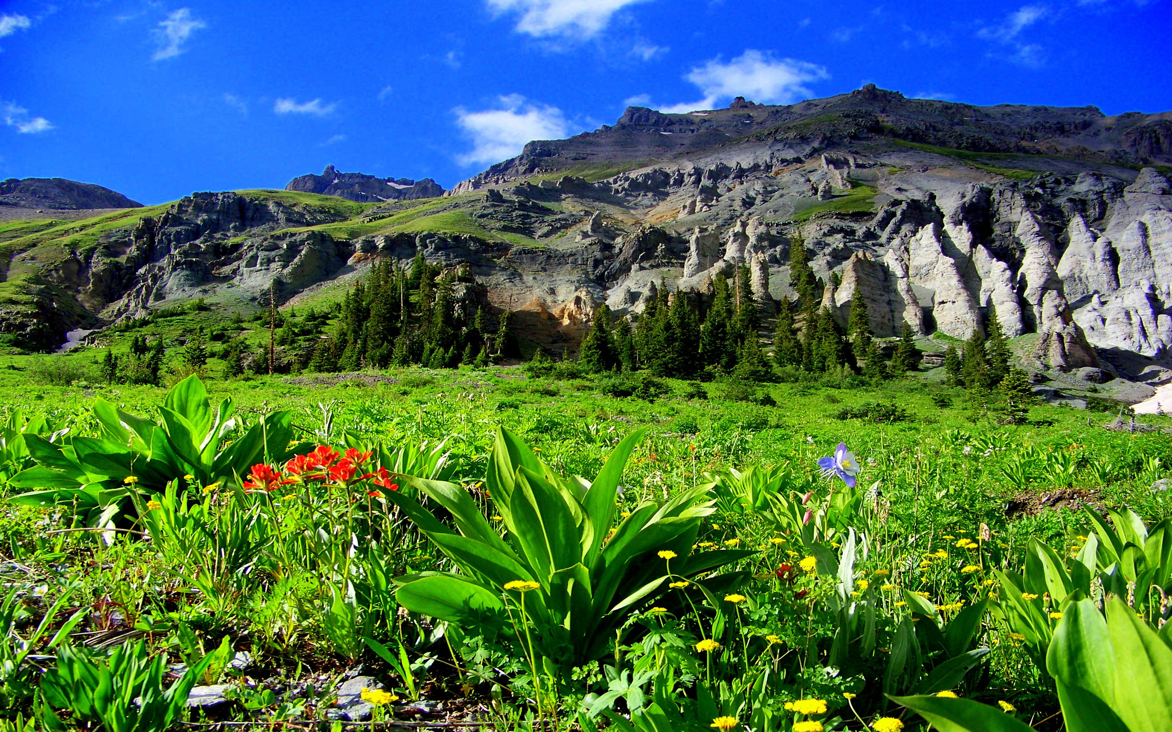 flower, scenics - nature, meadow, mountain range, environment, formation, boy, county, flowering plant, uncompahgre, sky, tranquility, green color, tranquil scene, HD Wallpaper