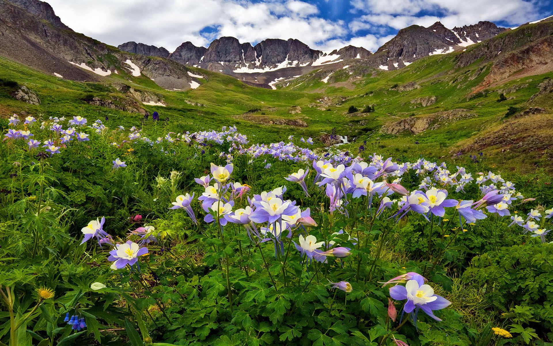 usa, 1080P, columbine, american, wild, landscape, flower, nature, basin, juan, san, HD Wallpaper