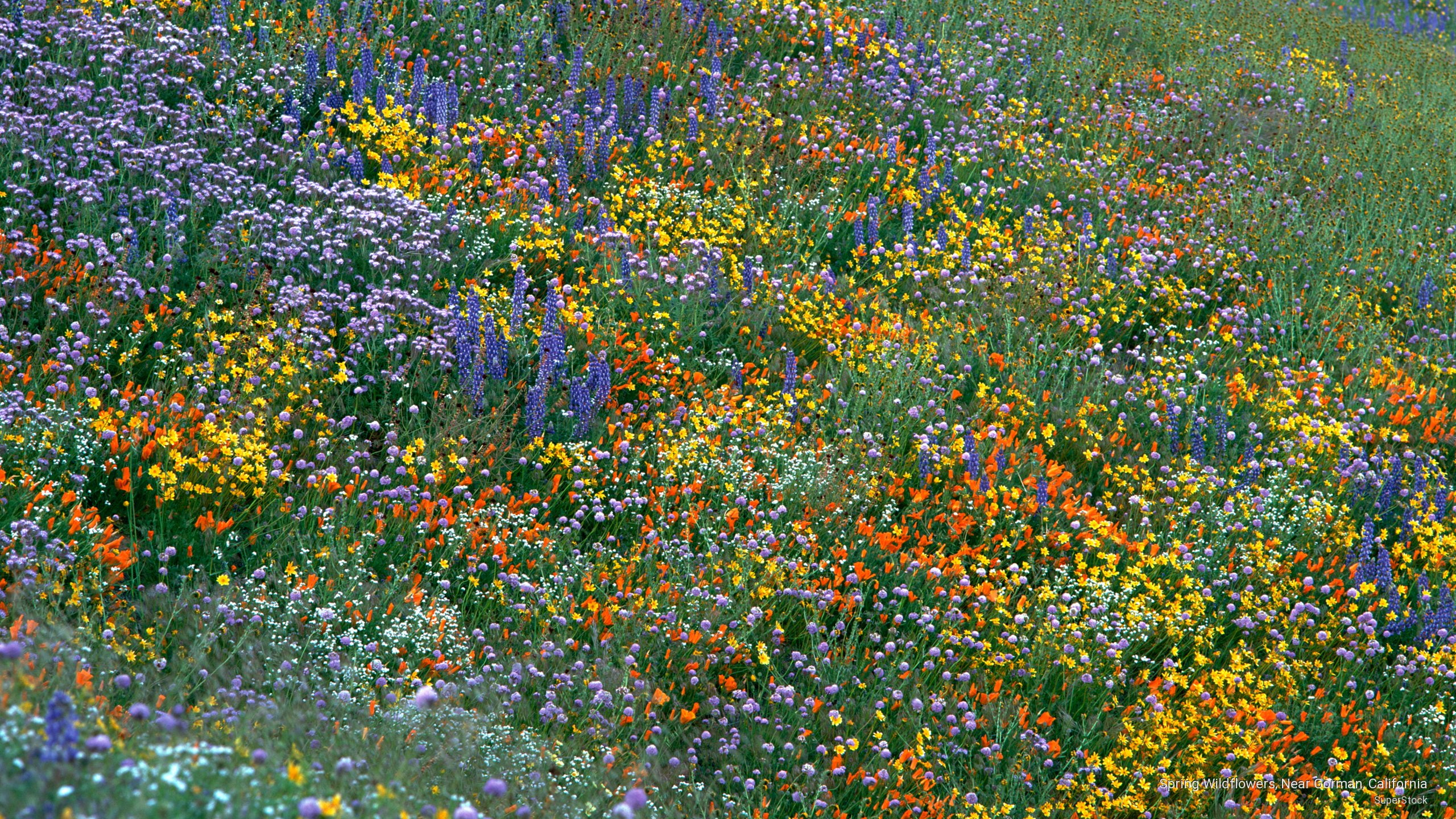 Spring/Summer, gorman, california, 2K, spring, wildflowers, near, HD Wallpaper