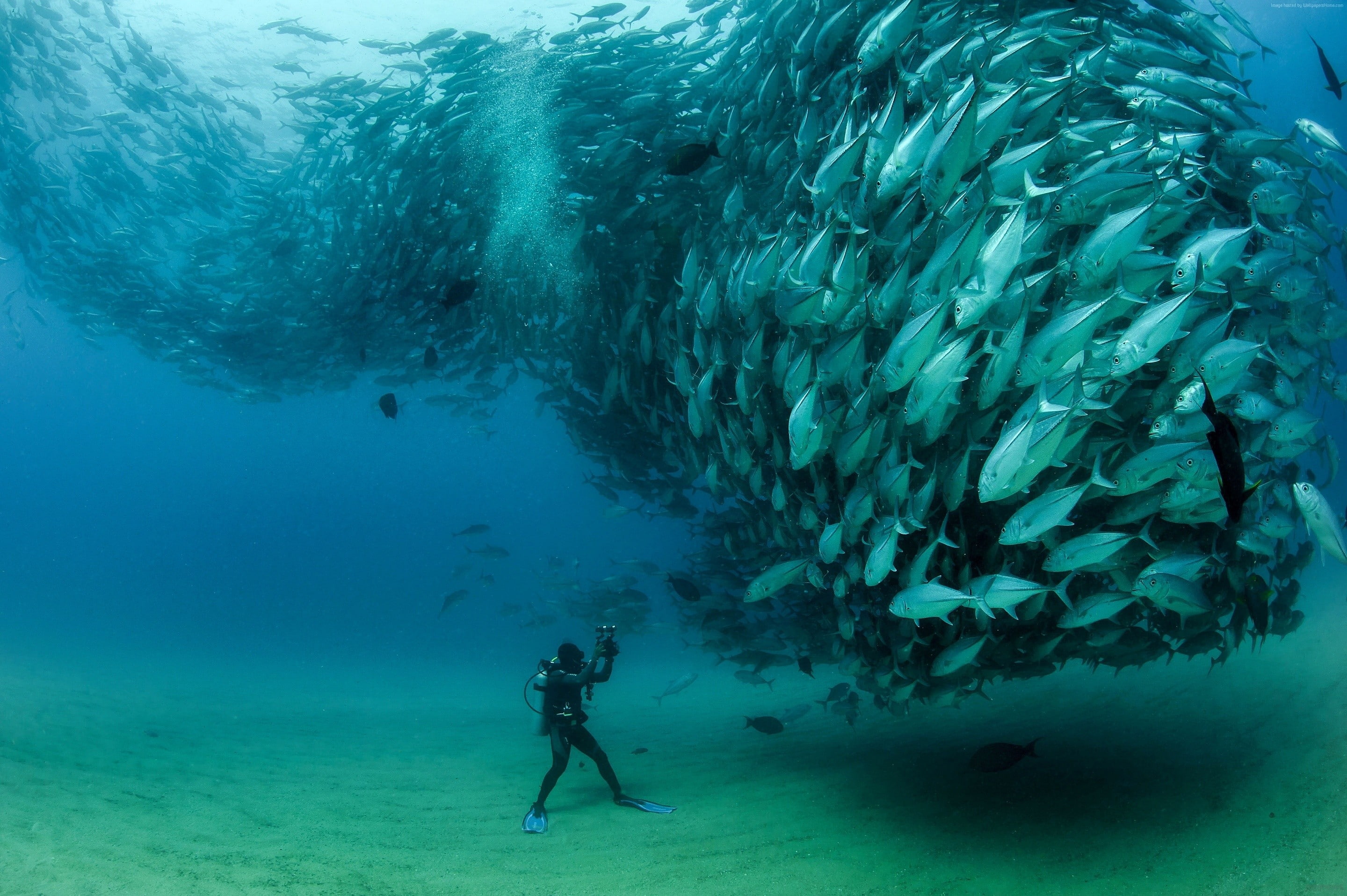 nature, sea, photography, 2K, Tuna fish, fish, photographer, HD Wallpaper