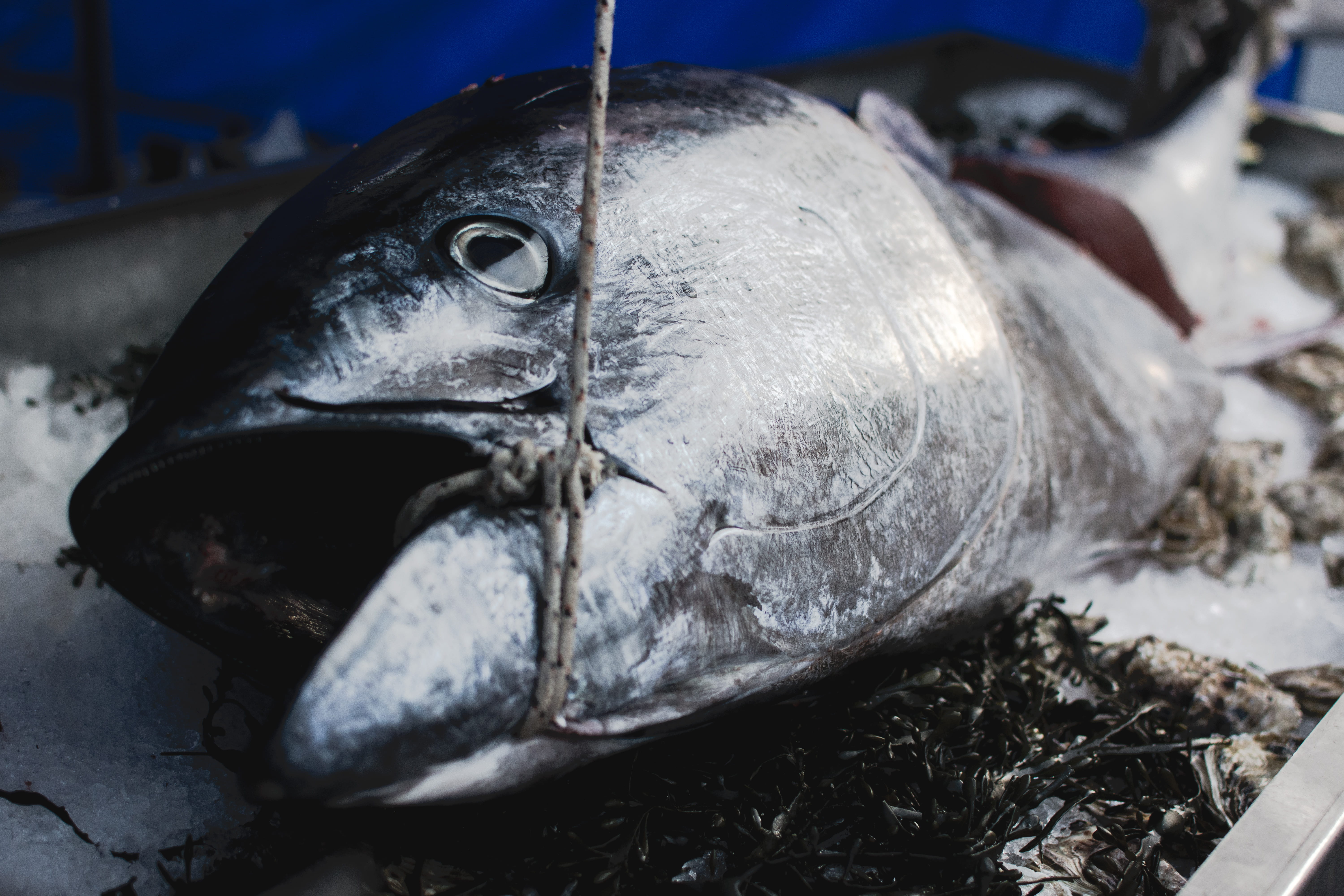 no people, food, selective focus, market, Tuna, fishing industry, animal head, seafood, close-up, healthy eating, animal themes, vertebrate, fish, close up, HD Wallpaper