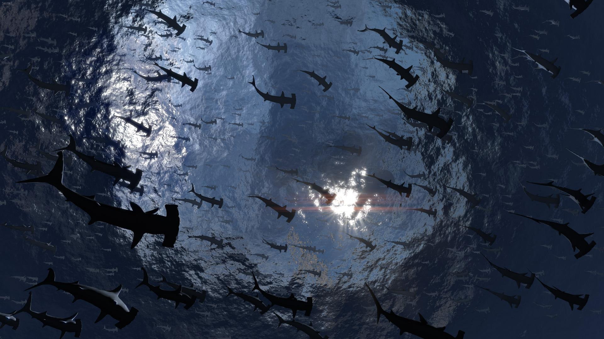 crab, water, nebula, tuna, hammerhead, fish, 1080P, animals, HD Wallpaper