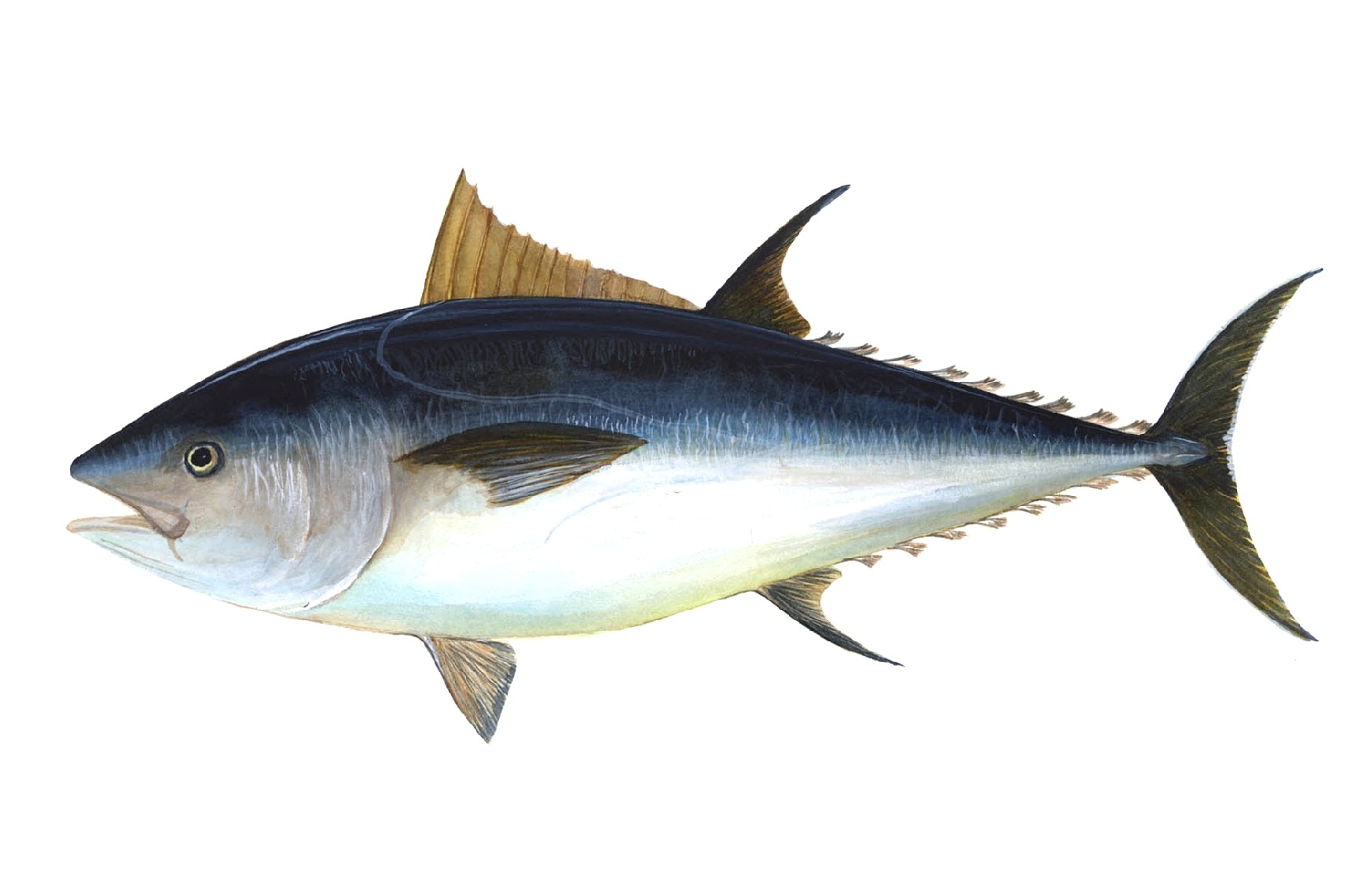 blue, fishing, saltwater fish, 720P, thunnus, one animal, animals in the wild, studio shot, gray, water creature, fish, food and drink, copy space, vertebrate, HD Wallpaper