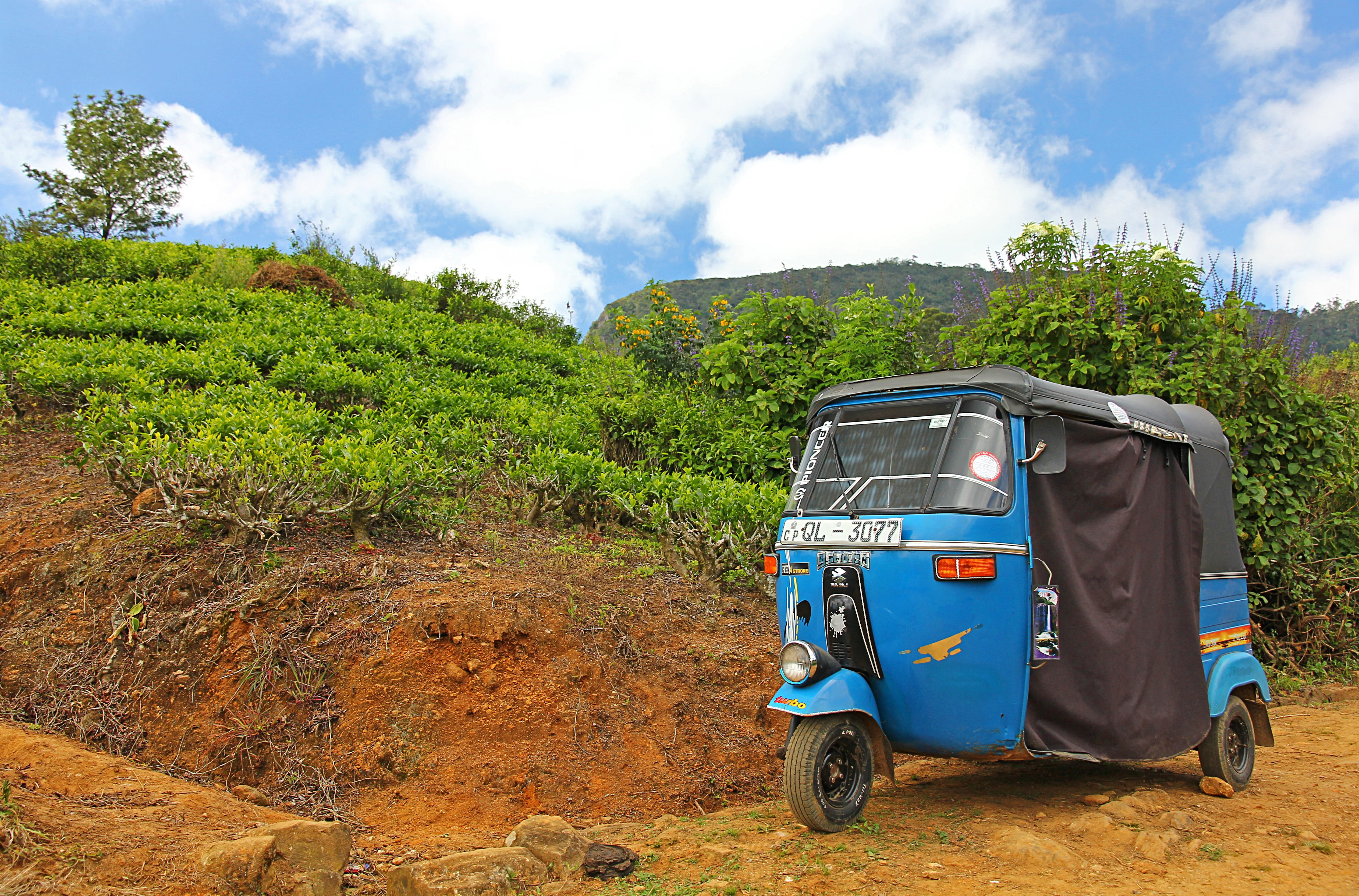 plant, motor vehicle, 4K, travel, asia, icon, tuk-tuk, tea, parked, the tea plant, cloud - sky, parking, stationary, parking space, transport, people, HD Wallpaper