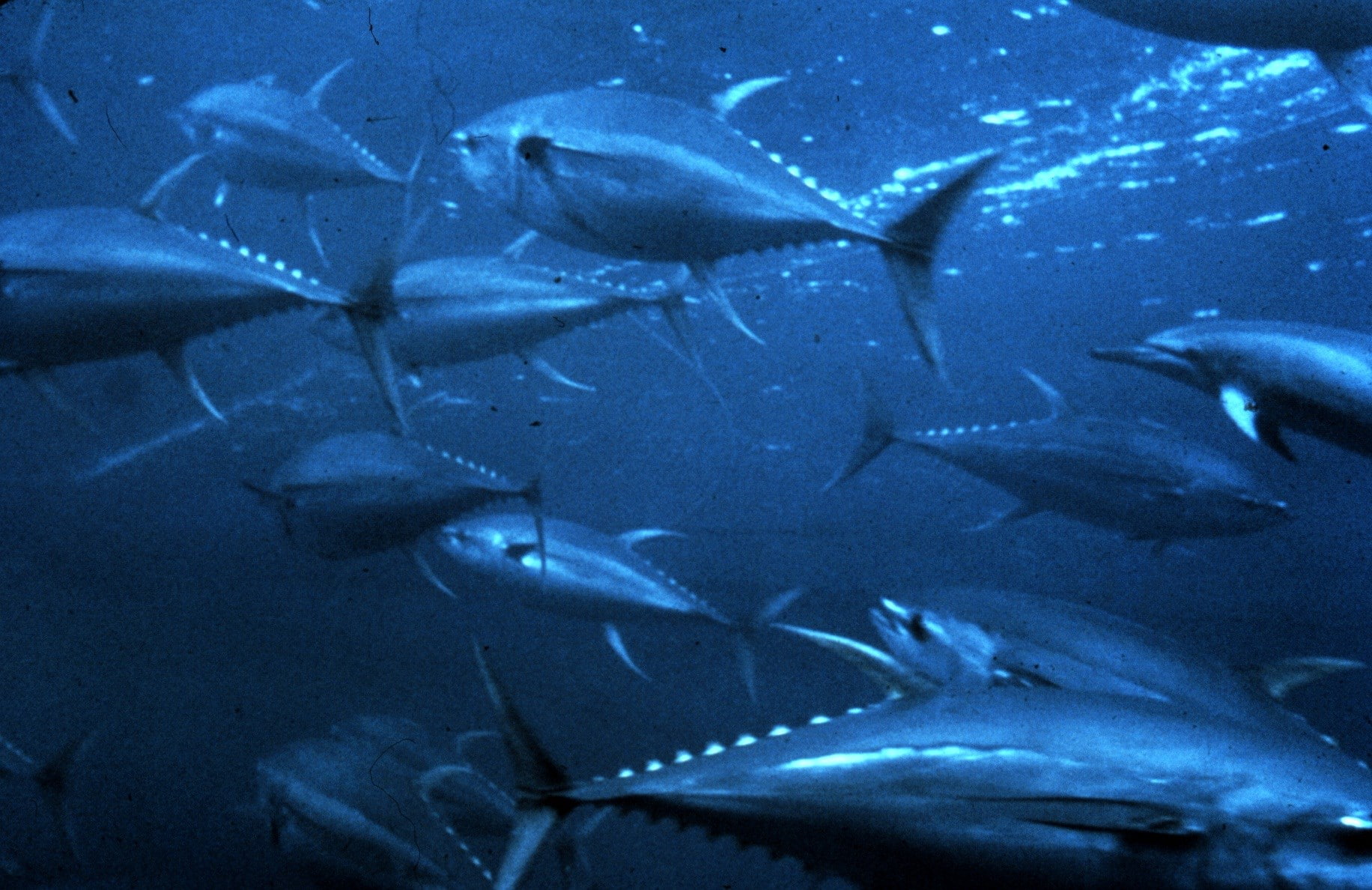 tuna, 720P, HD Wallpaper