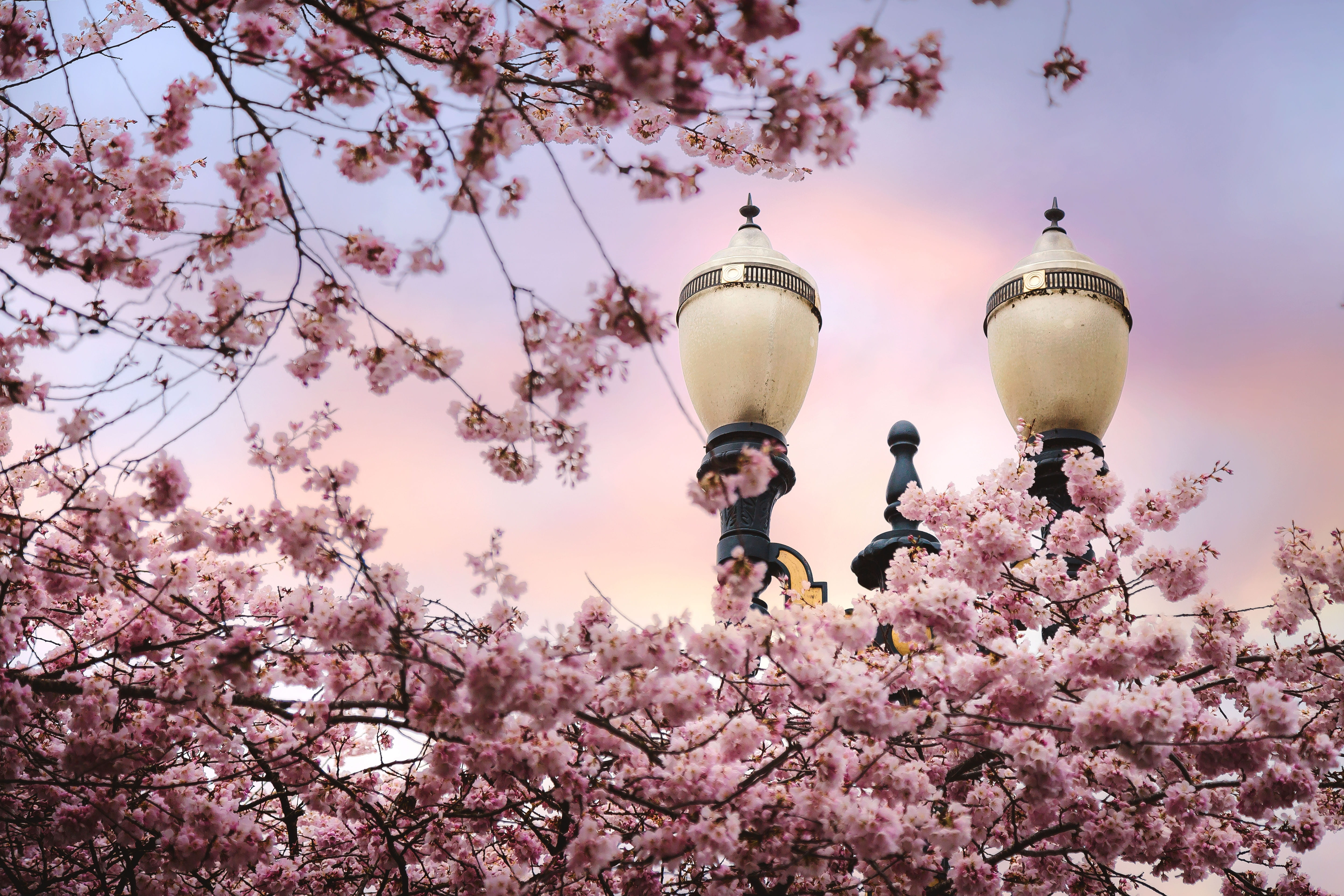 springtime, lighting equipment, cherry tree, trees, branch, electric lamp, fragility, cherry blossom, streetlamp, flowering plant, low angle view, 5K, HD Wallpaper