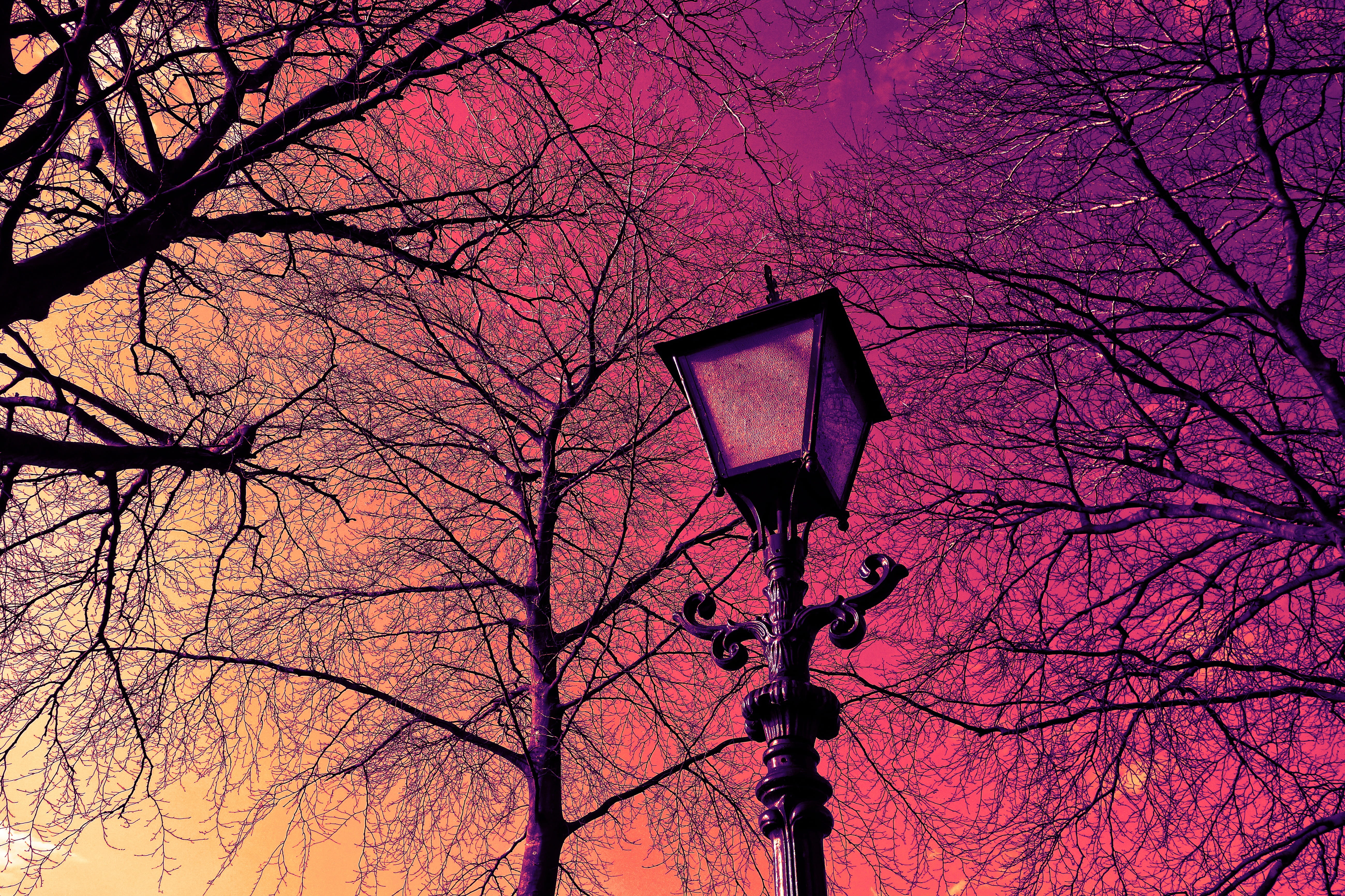 surrounded, trees, day, photography, wrought iron, nature, lighting equipment, sky, silhouette, 5K, tree, streetlight, no people, illuminated, tree top, HD Wallpaper