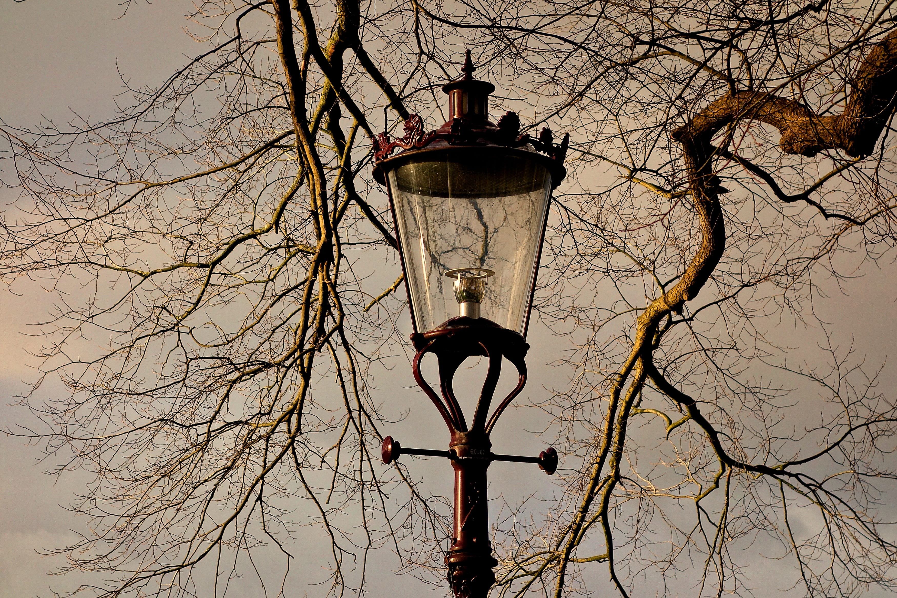 bare tree, street light, electric lamp, european, urban, weesperzijde, streetlamp, vertebrate, low angle view, tree, historic, animal themes, culture, bird, HD Wallpaper