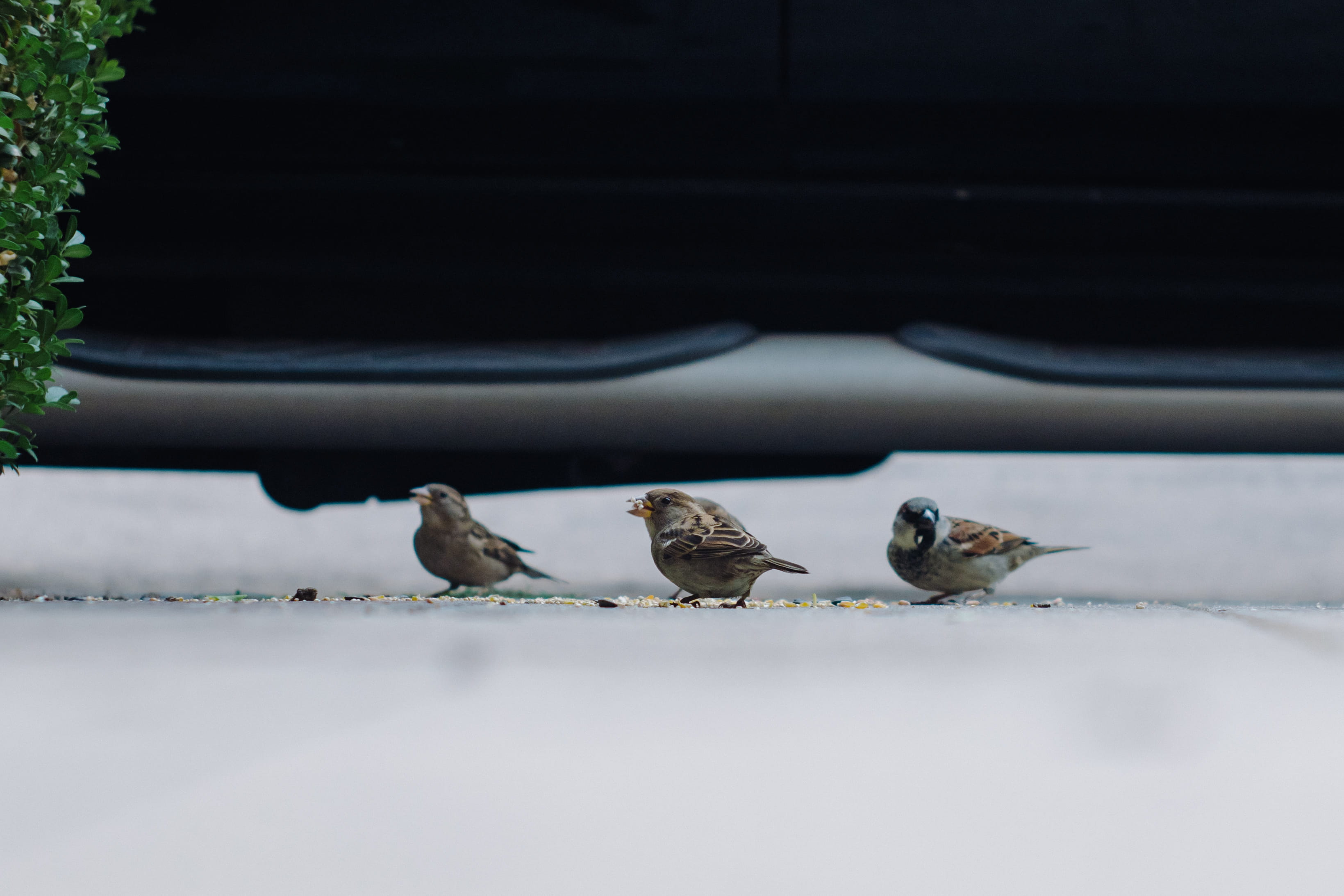 day, group of animals, perching, no people, close-up, brown bird, flying birds, animals in the wild, animal eating, bird, animal wildlife, two animals, HD Wallpaper