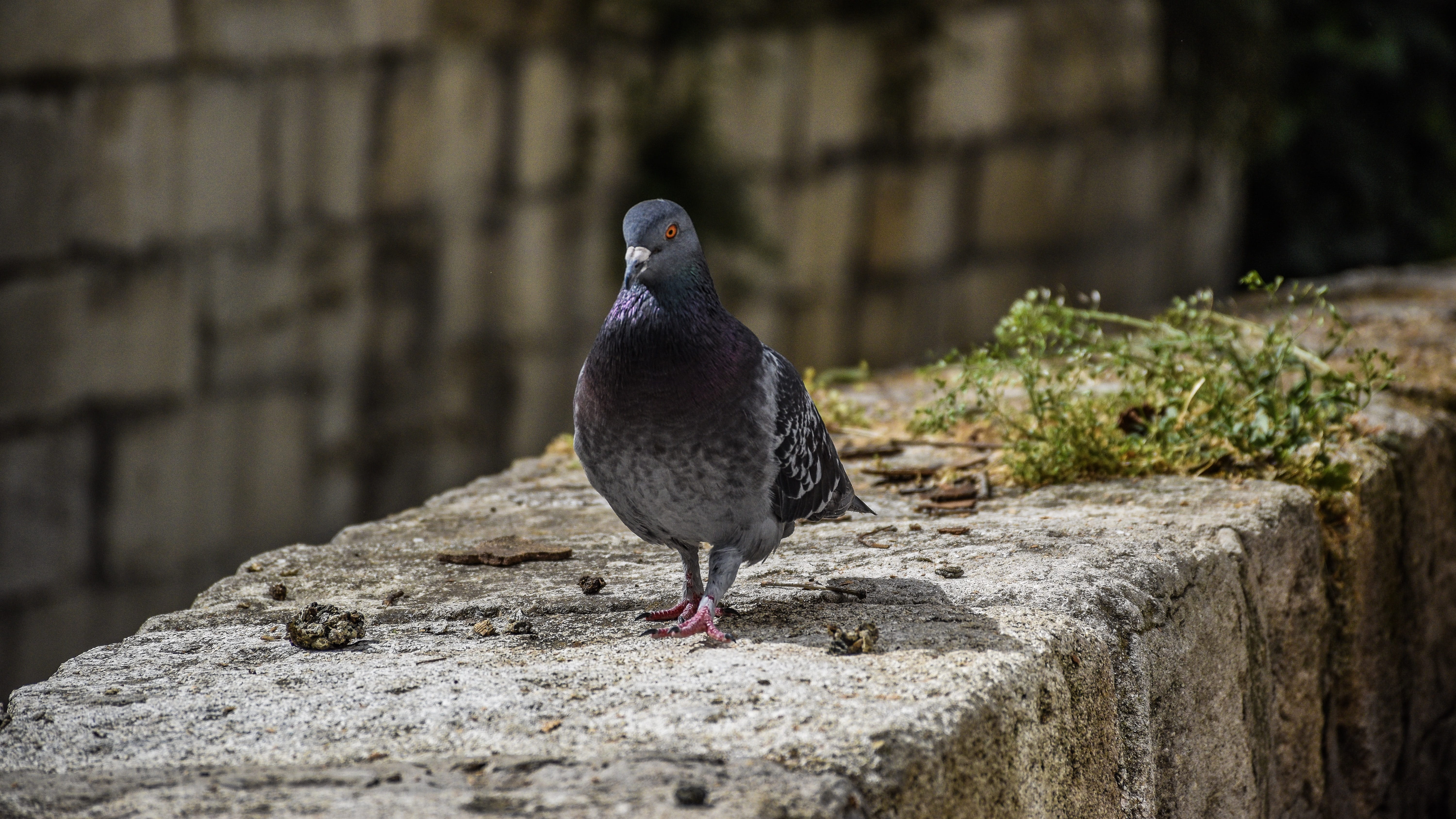 vaucluse, french, stone, urban, foliage, 5K, city, no people, animal themes, avignon, retaining wall, perching, culture, rock, selective focus, focus on foreground, HD Wallpaper