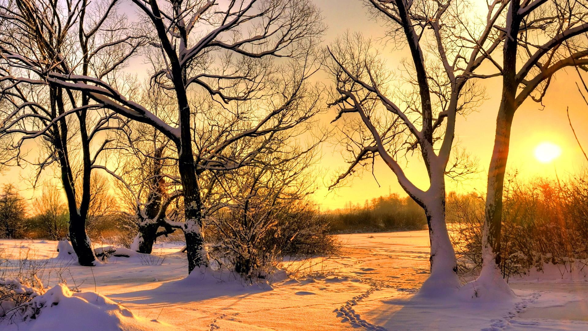 1080P, golden, hdr, snow, gold, quiteful, sunset, 3d and abstract, peaceful, trees, HD Wallpaper