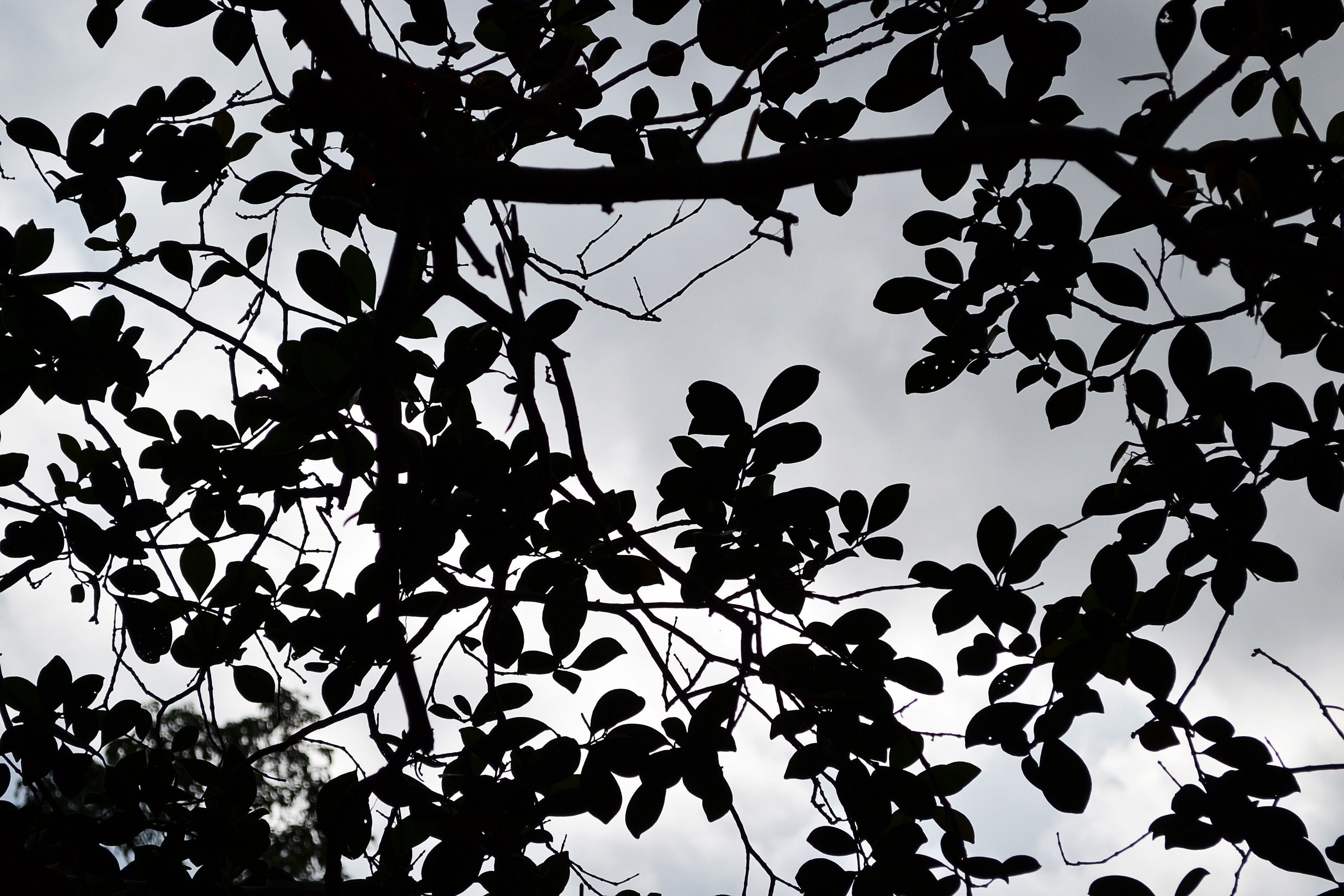 mawanella, clouds, leaf, day, nature, silhouette, no people, ceylon, mystery, low angle view, 2K, plant, sky, sri lanka, haunted, freshness, botany, growth, HD Wallpaper