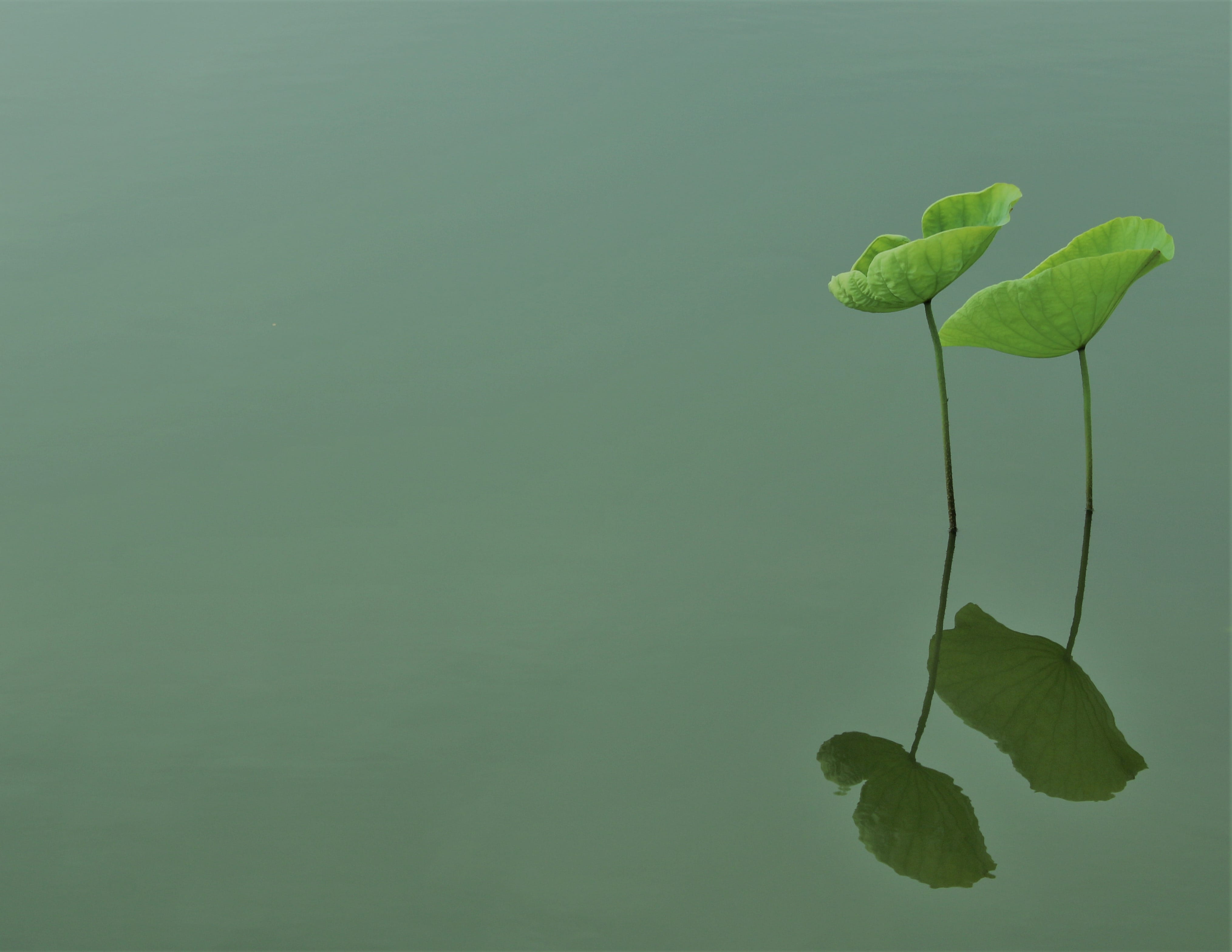 growth, sen, green, summer, vietnam, fresh, plant stem, peaceful, no people, green background, beauty in nature, water, fragility, hồ, an, nature, plant part, HD Wallpaper