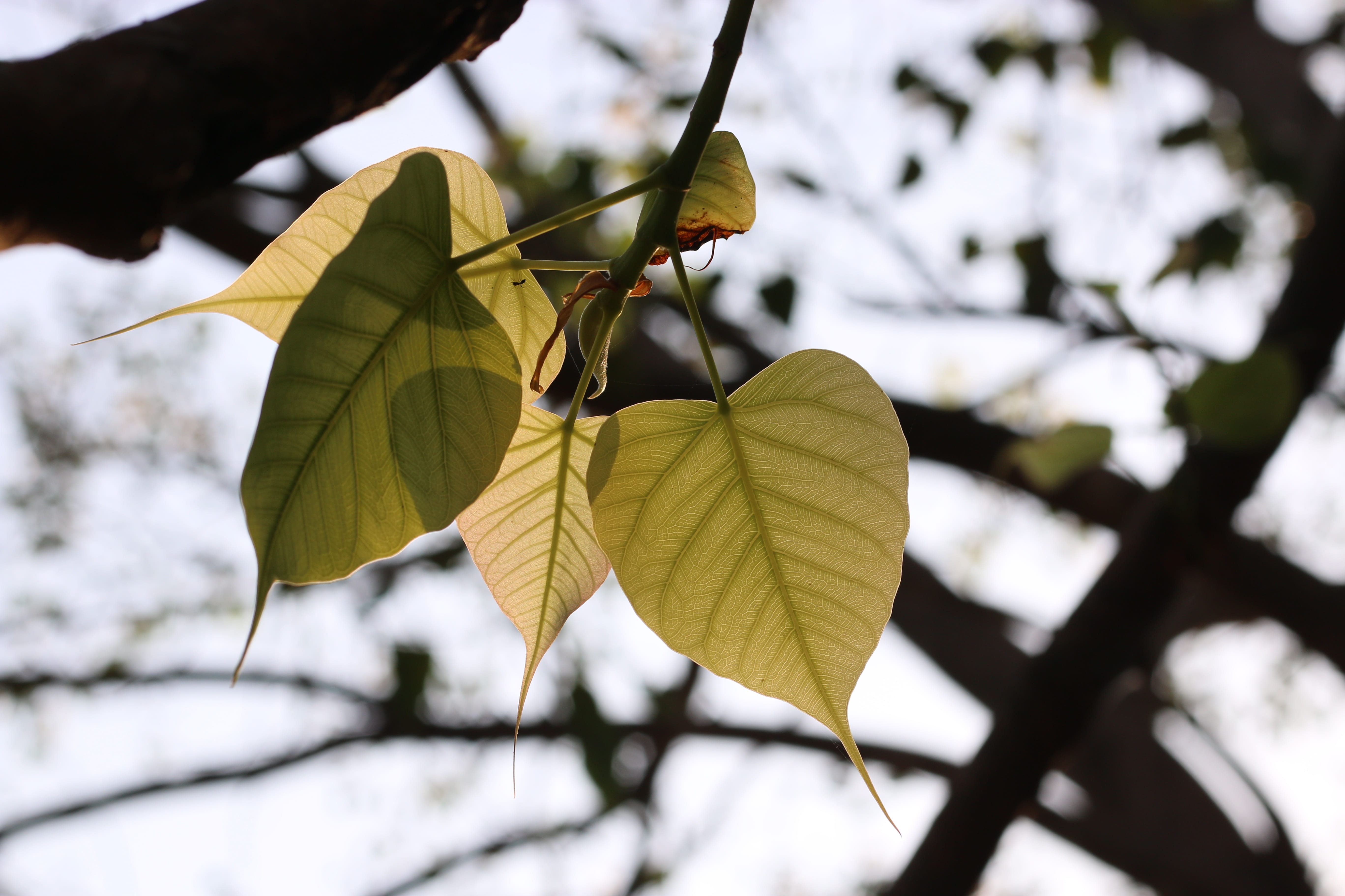 focus on foreground, beauty in nature, plant part, no people, day, natural condition, trees, yangon, beauty, leaves, sunny, vulnerability, summer, autumn, HD Wallpaper