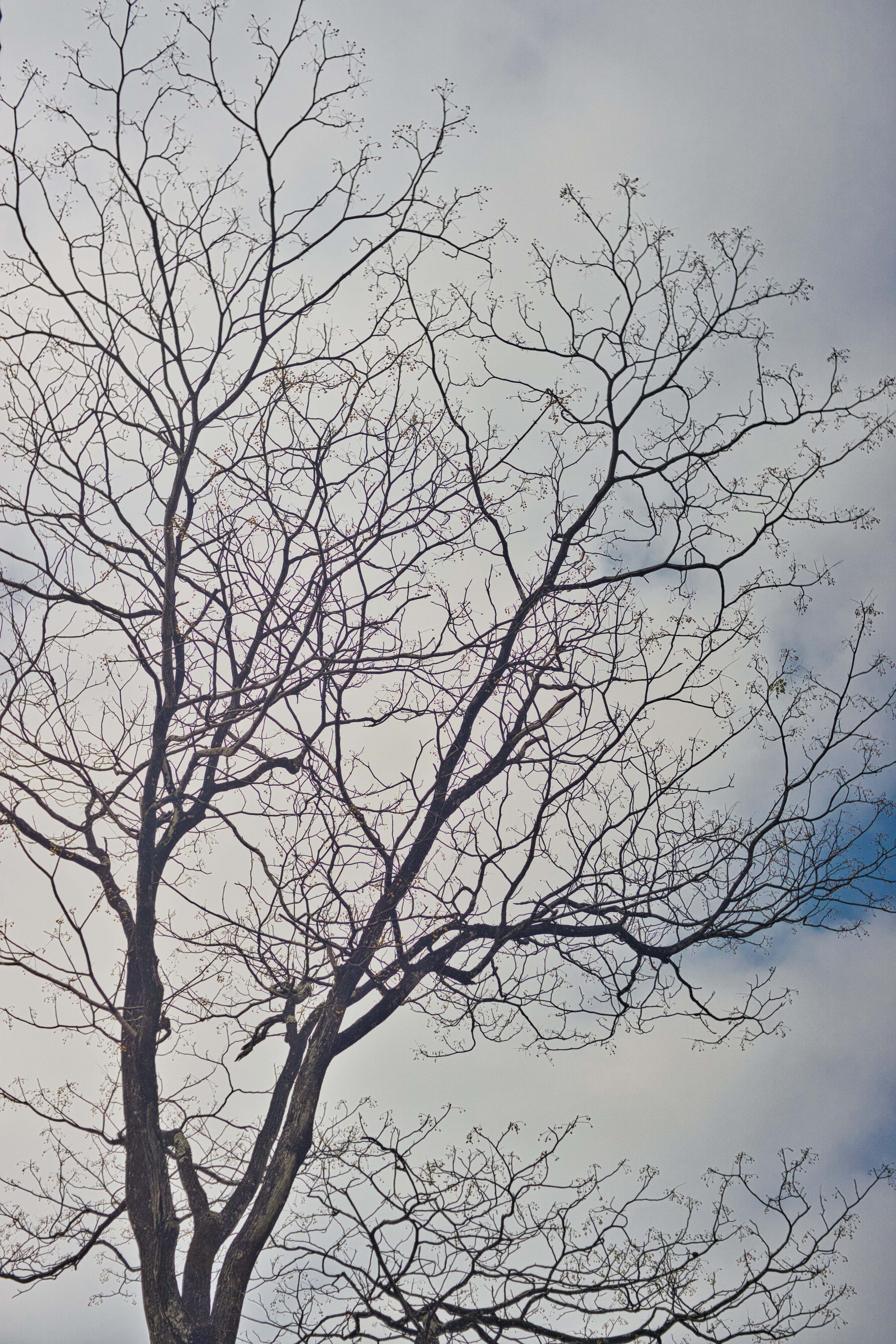 alone, plant, beauty in nature, tree trunk, scenics - nature, quite, low angle view, branch, tranquil scene, grey, nature, trunk, tree, no people, sky, Phone HD Wallpaper