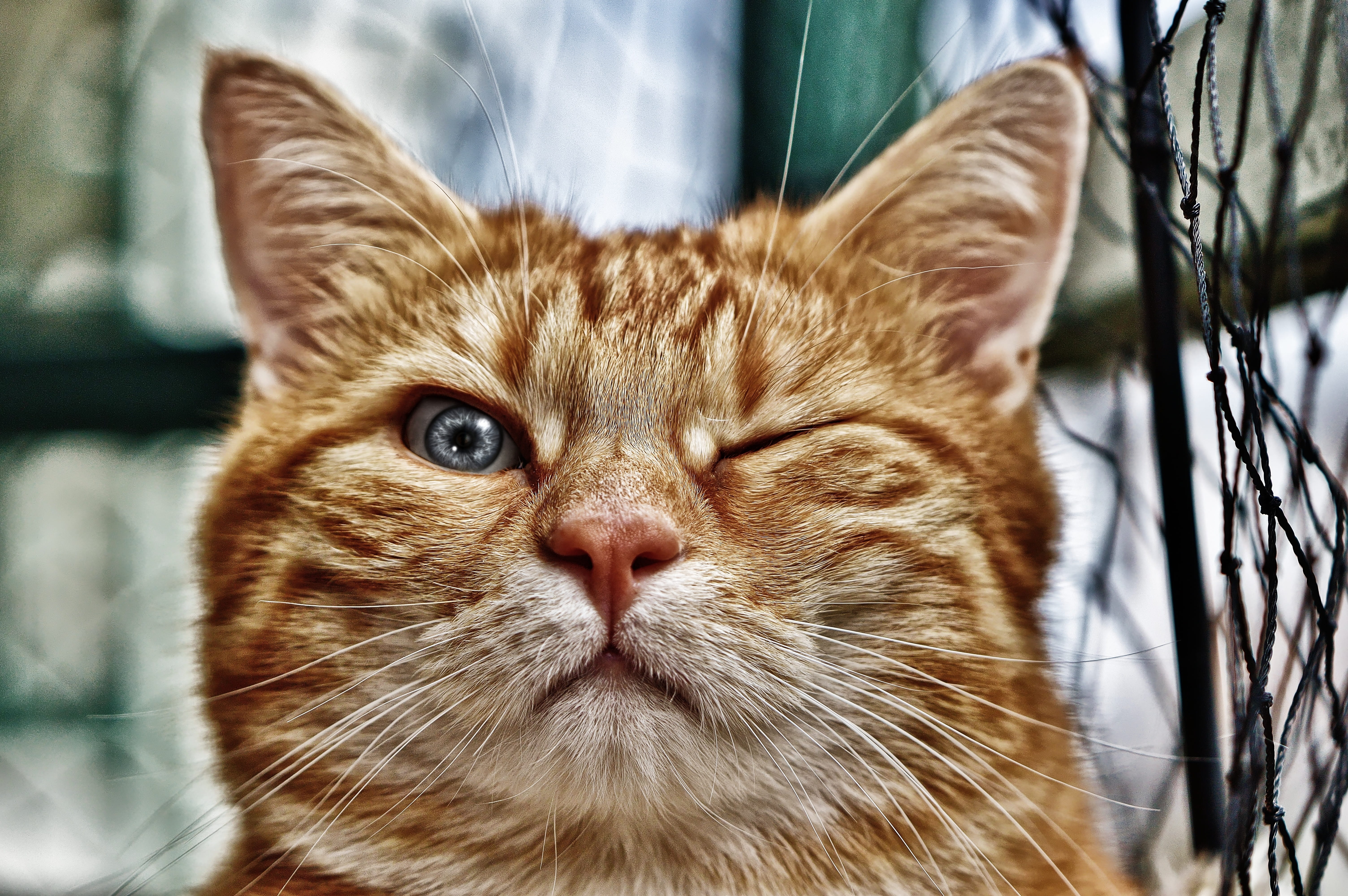 vertebrate, domestic, portrait, kitten, mammal, mackerel, close-up, pet, tabby, funny, domestic animals, ginger cat, wink, one animal, looking at camera, HD Wallpaper