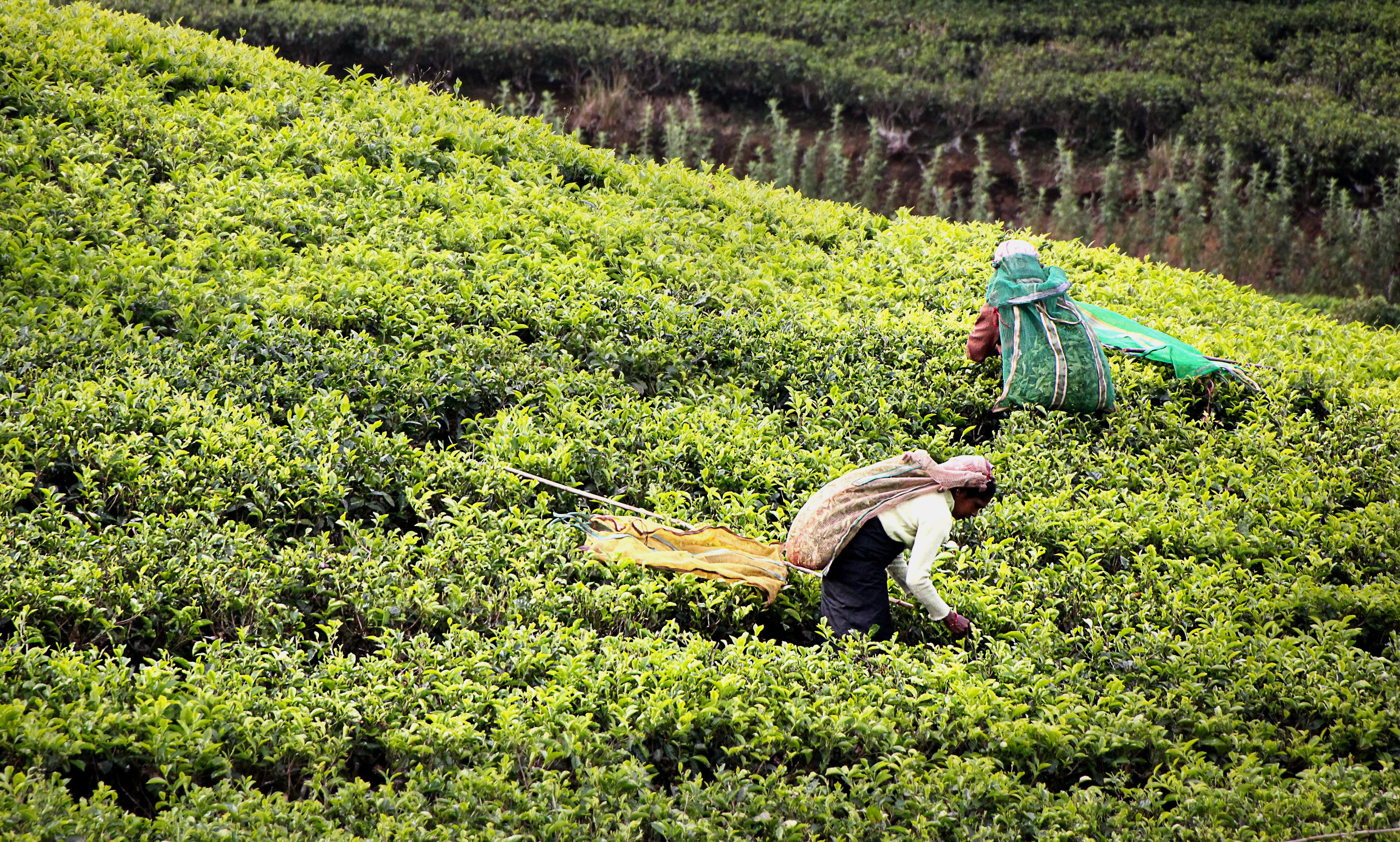working, plantation, outdoors, environment, plant, landscape, day, plants, cultivation terraces, tea plantation, food and drink, occupation, rural scene, HD Wallpaper