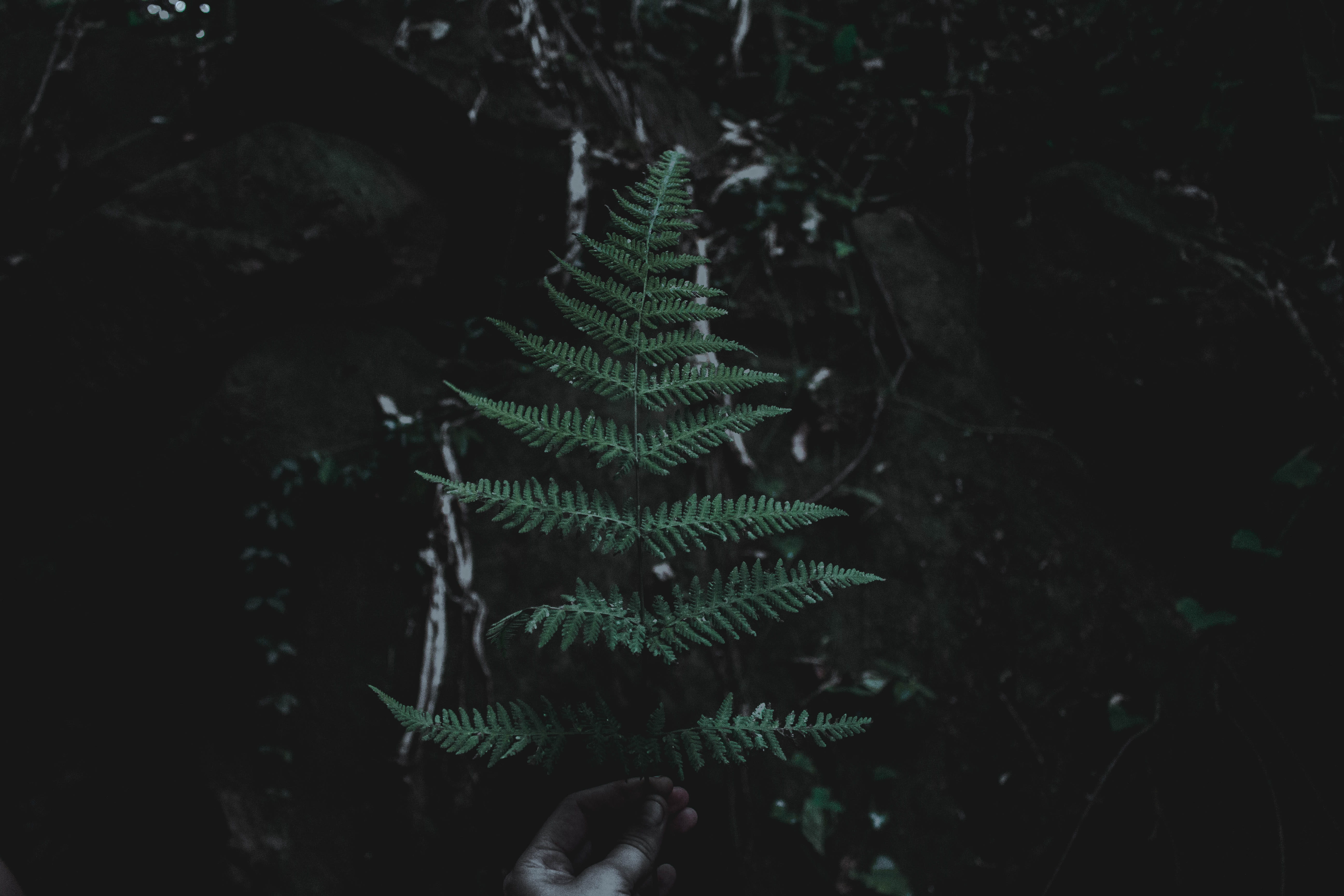 fern, outdoors, no people, leafe, green, tranquility, focus on foreground, photo, tree, pagan, 5K, macro, holding, leaf, vulnerability, druidry, day, mystery, HD Wallpaper
