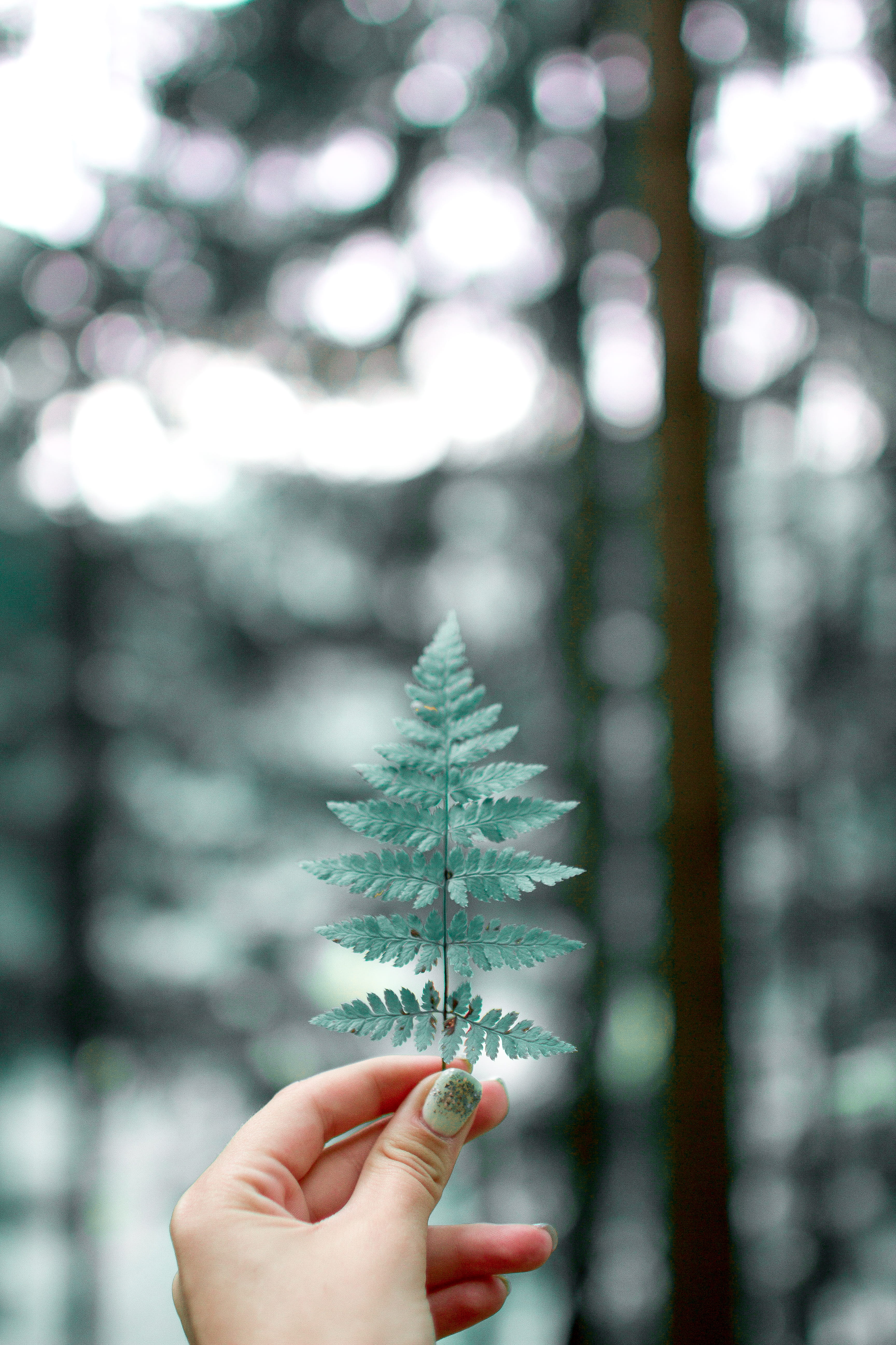 5K, outdoors, human limb, plant, human body part, lifestyles, person, holding, day, focus on foreground, unrecognizable person, plant part, one person, Phone HD Wallpaper