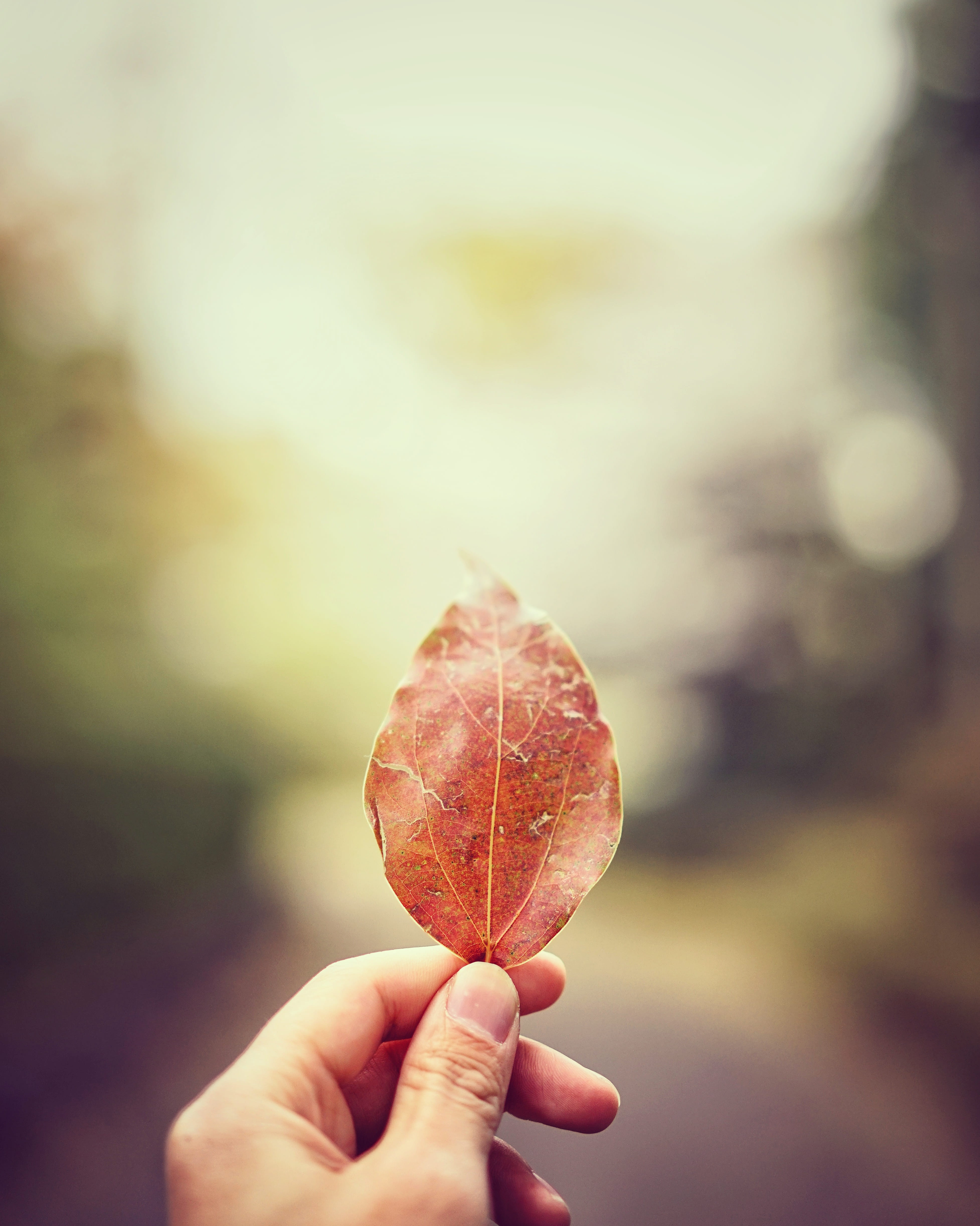 shift, lifestyles, fruit, tilt, focus on foreground, person, human finger, body part, photo, dried, 4K, yellow, day, plant, leaf, real people, human limb, Phone HD Wallpaper