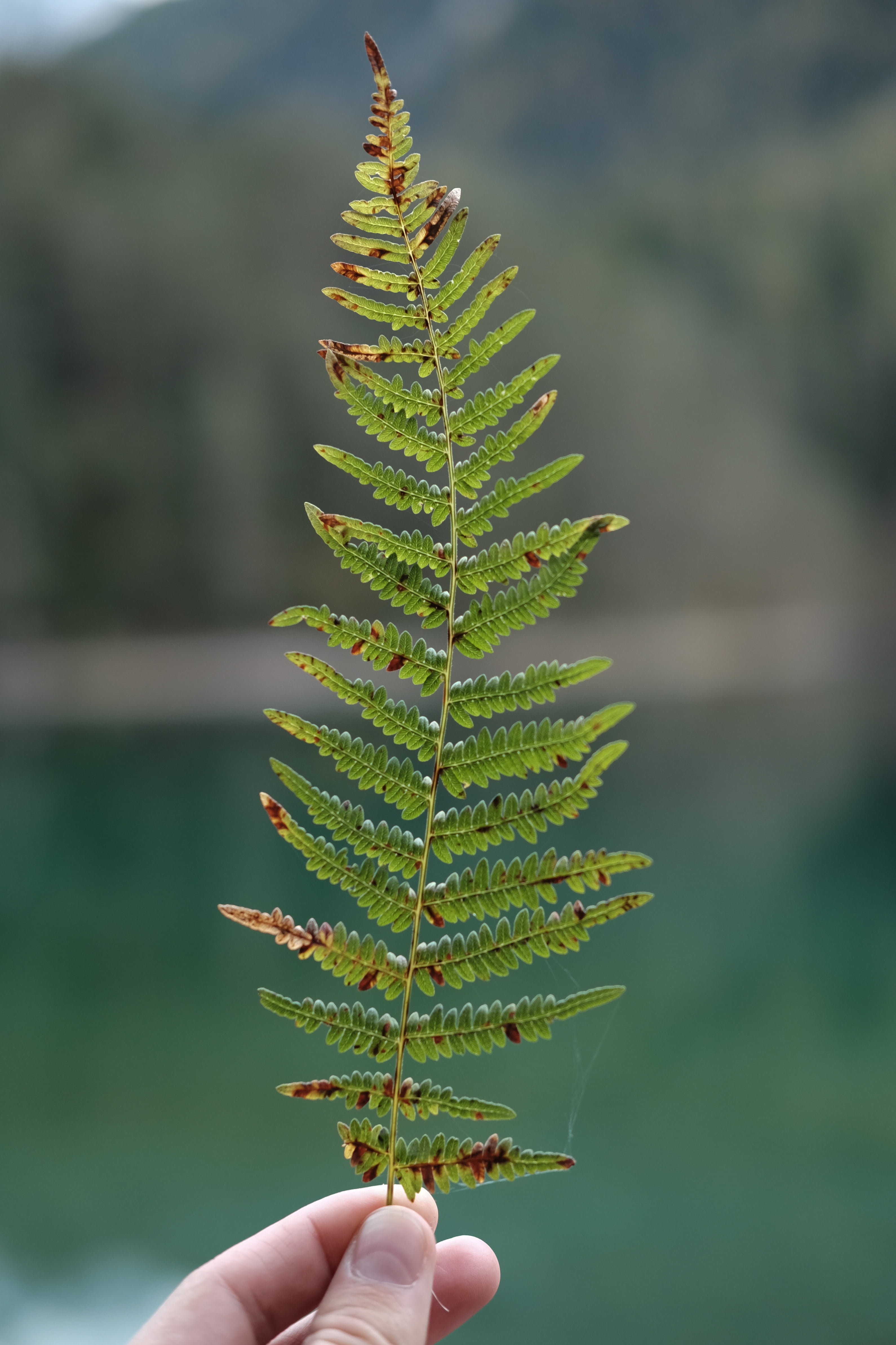 human finger, day, body part, hand, brown, one person, leaf, lifestyles, green color, human body part, green, blur, tree, fern, person, 4K, close-up, plant, Phone HD Wallpaper