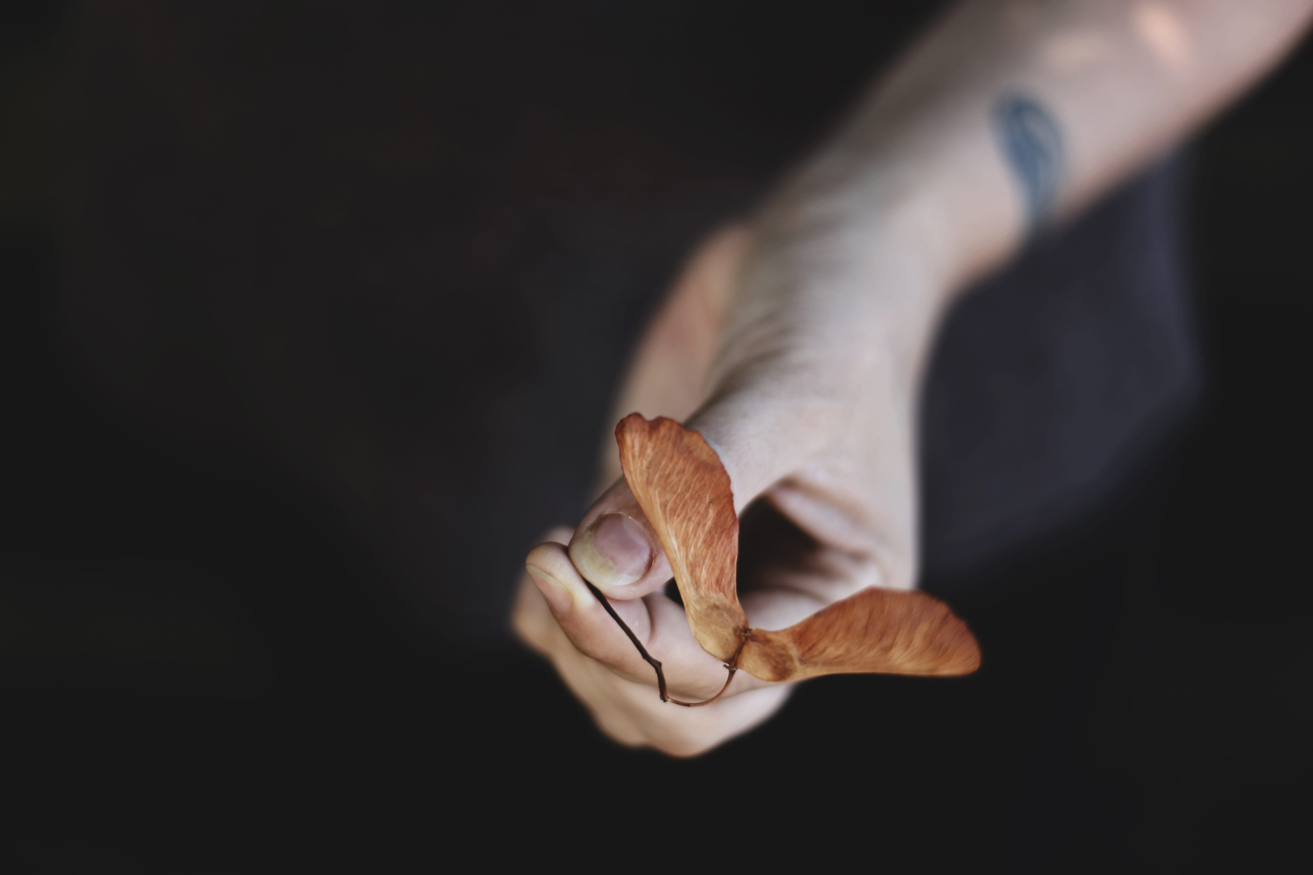 fashion, maple, brown, leaf, human Hand, person, fall, human Finger, macro, women, finger nail, close-up, seed, people, 5K, flower, backgrounds, tattoo, HD Wallpaper