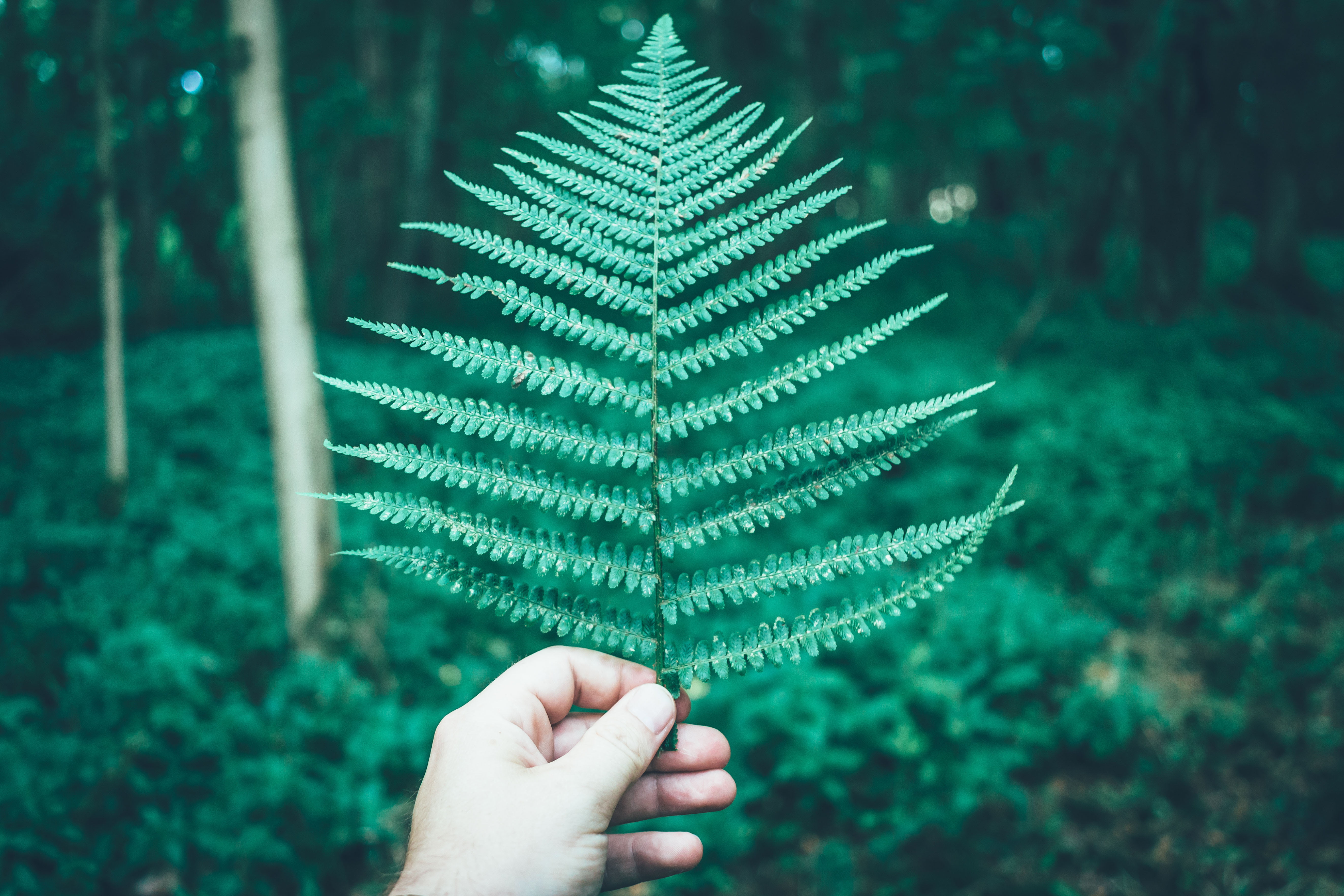 real people, growth, personal perspective, one person, leaf, close-up, finger, plant, hand, nature, unrecognizable person, forest, focus on foreground, HD Wallpaper