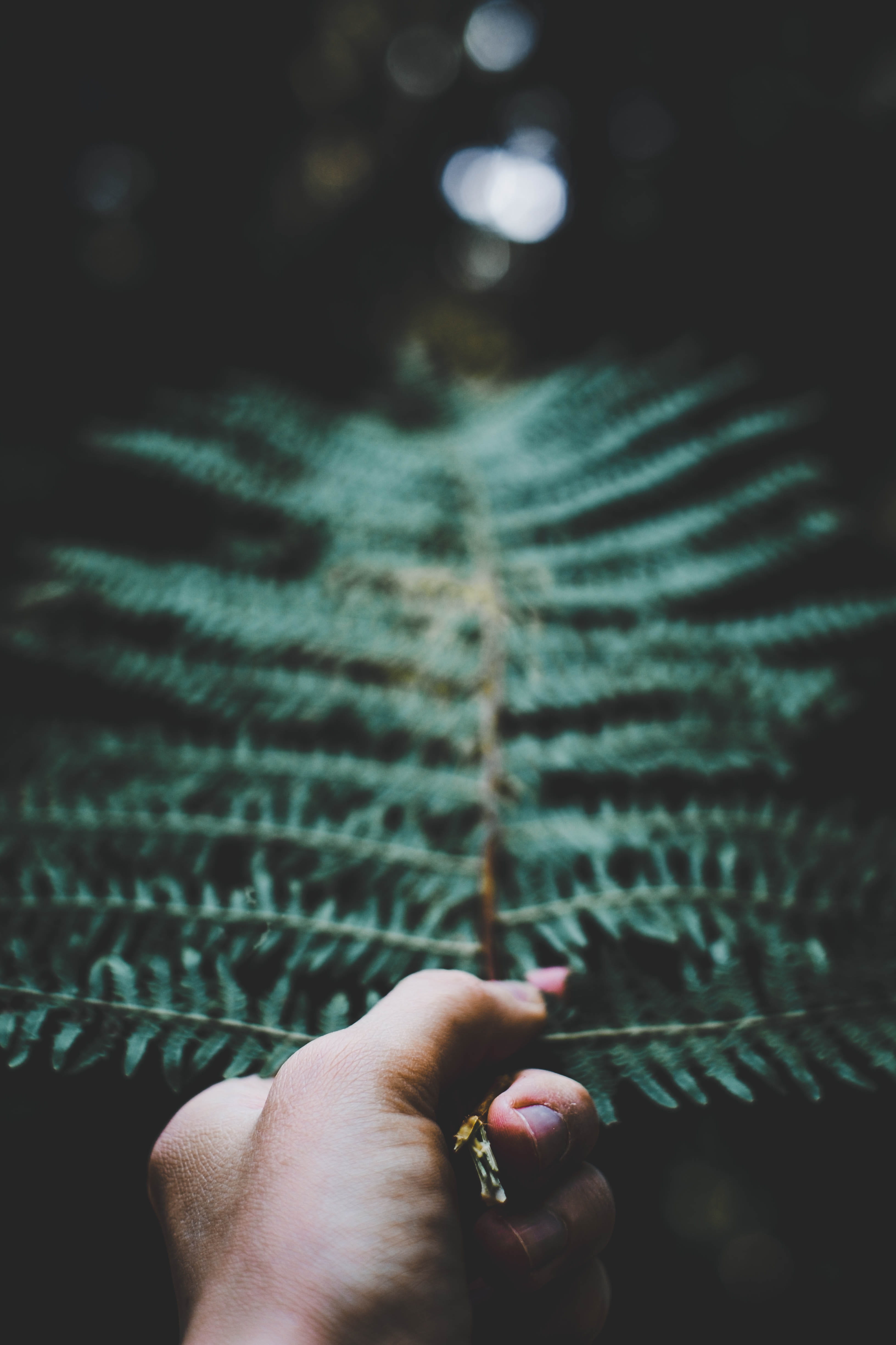 focus on foreground, 4K, body part, plant, leaf, forest, personal perspective, finger, selective focus, nail, lifestyles, holding, one person, outdoors, Phone HD Wallpaper