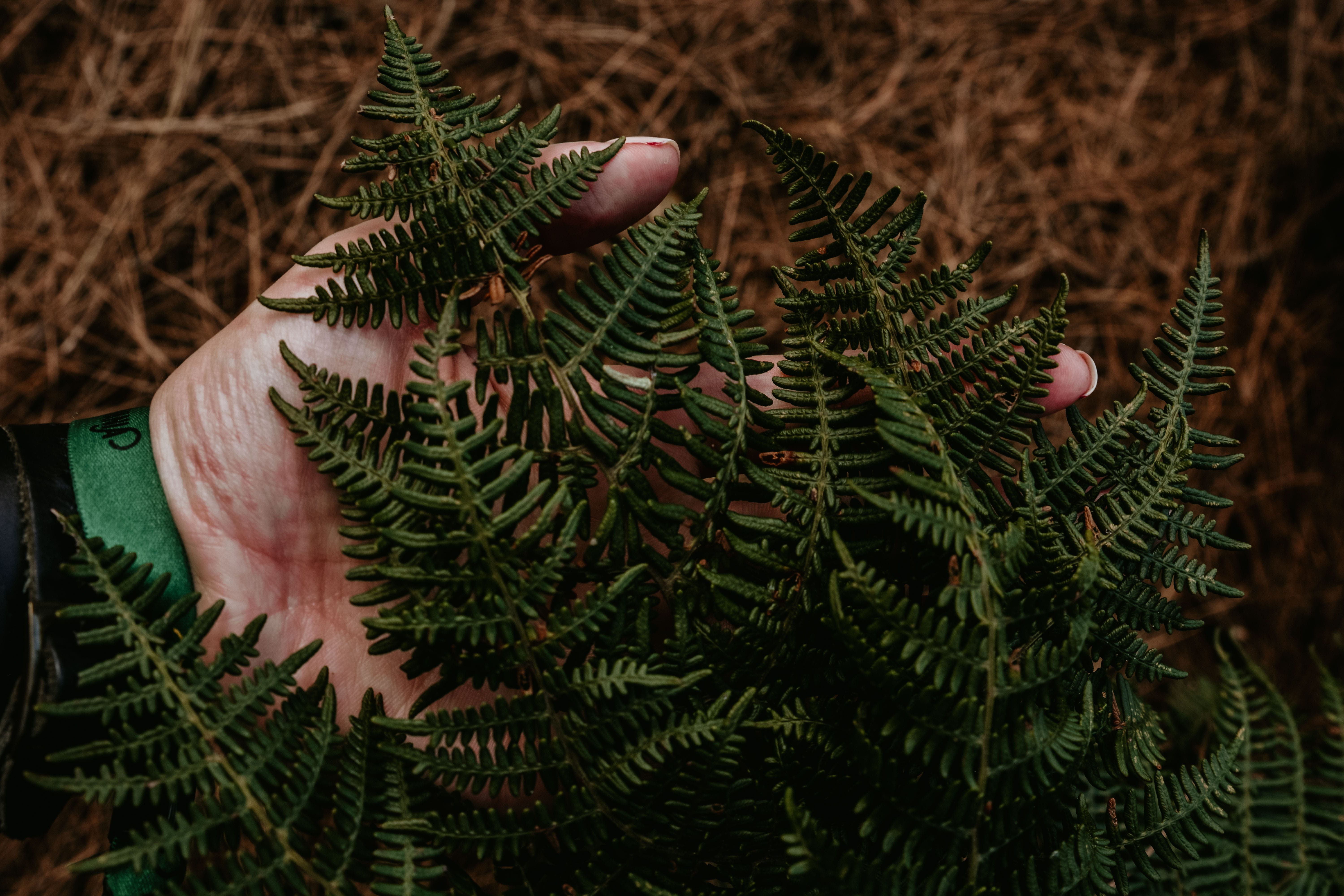 pine tree, plant, green color, plant part, leaves, person, ornament, greenery, leaf, blossom, real people, growth, green, outdoor, high angle view, close-up, HD Wallpaper