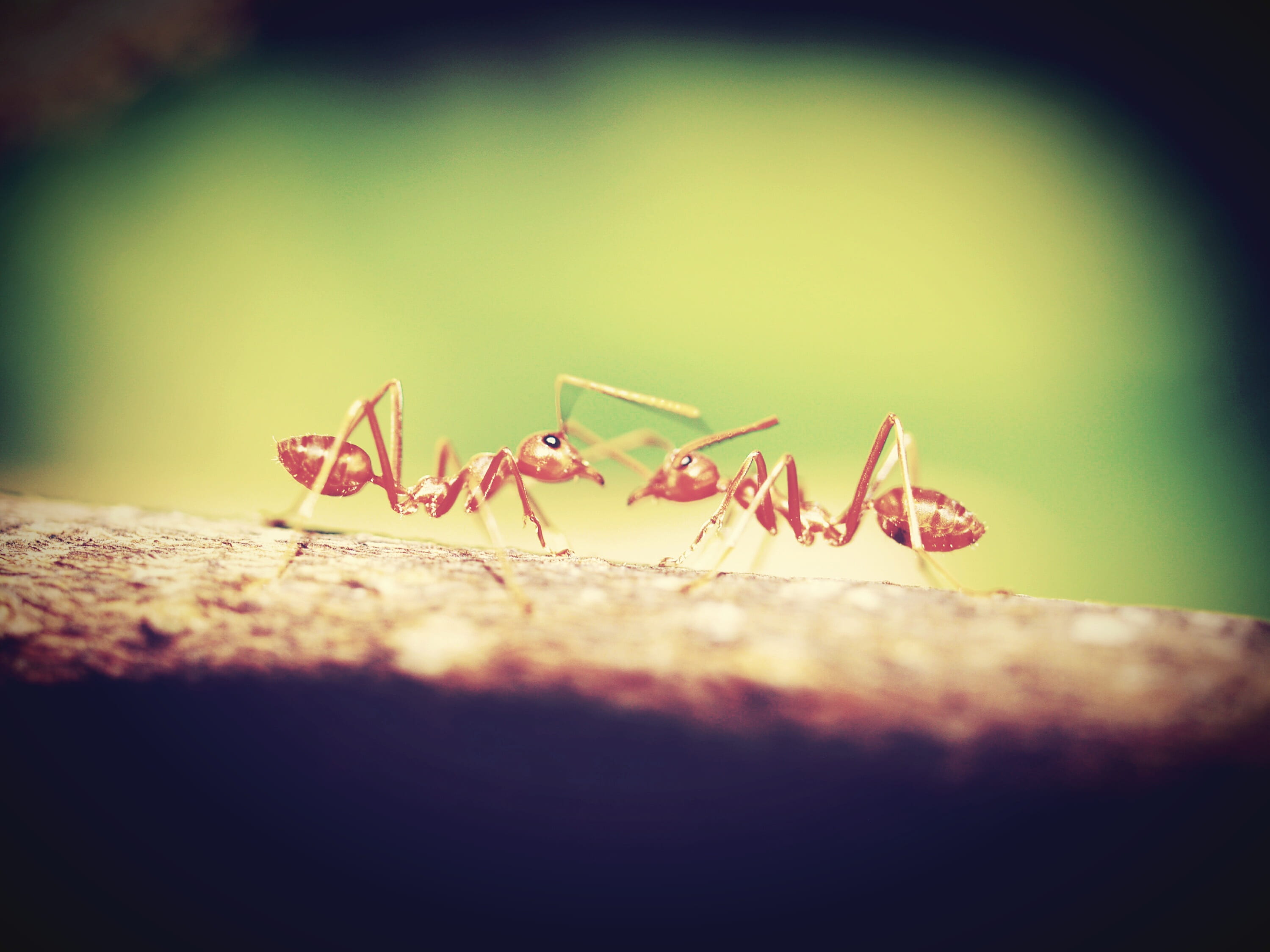 bug, red, bark, extreme, shallow, food, freshness, brown, damage, plant, view, two, orange, one, close, work, no people, closeup, walking, macro, animals in the wild, HD Wallpaper