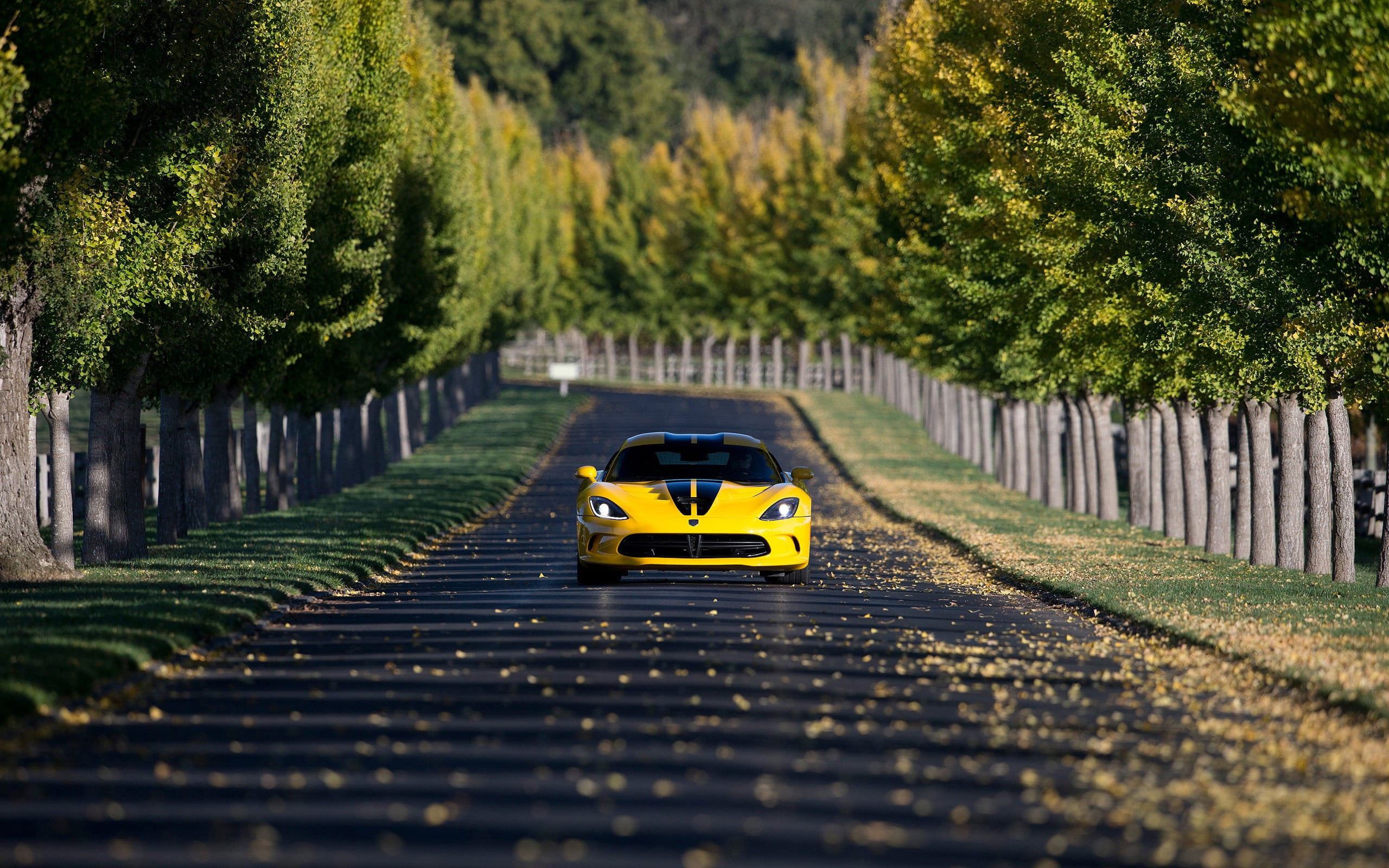 plant, vehicle, barrier, depth of field, trees, motor vehicle, selective focus, tree, outdoors, transportation, day, direction, car, street, sports, city, HD Wallpaper