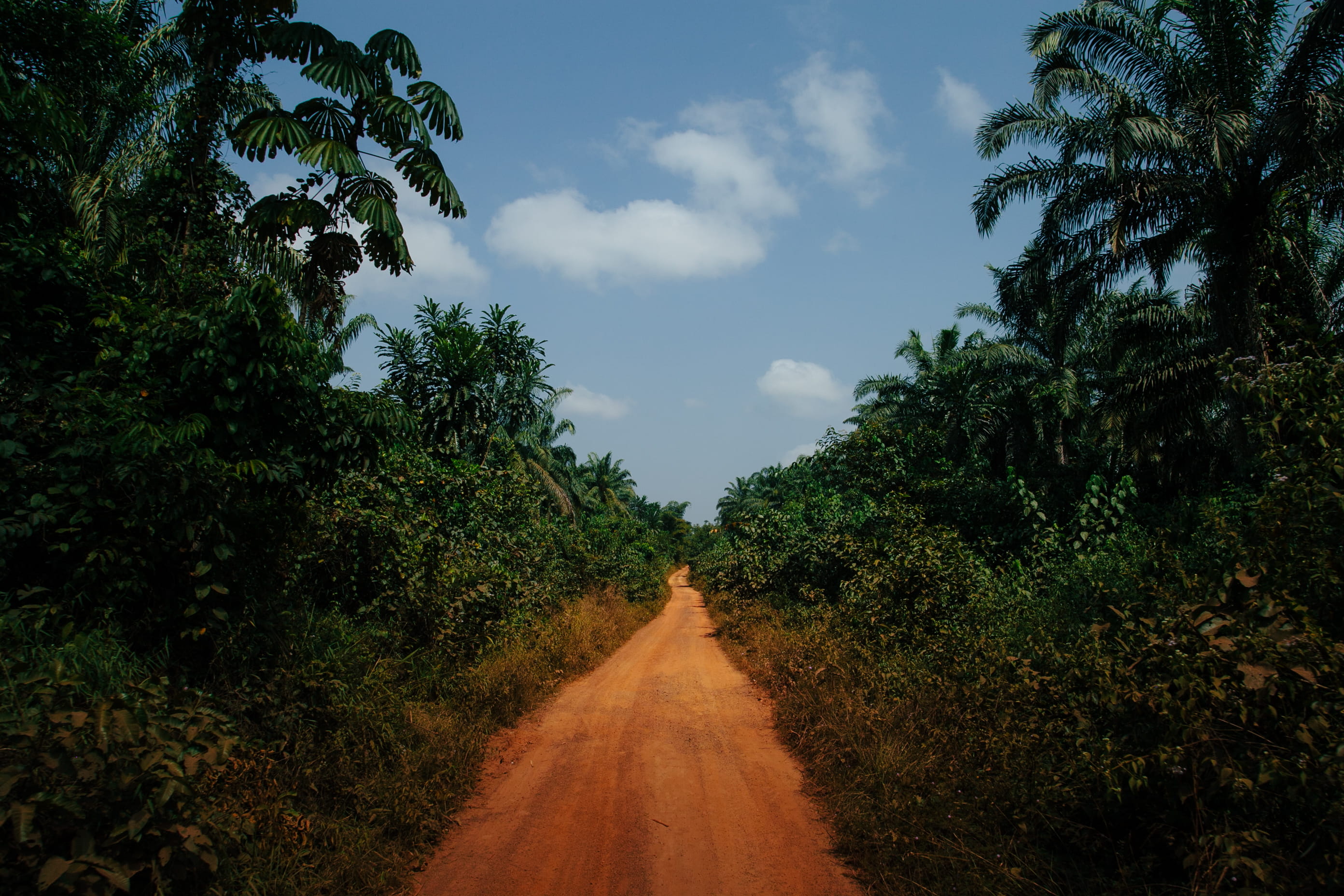rural, transportation, diminishing perspective, africa, dirt road, no people, beauty in nature, safari, monrovia, 2K, growth, day, adventure, sky, tree, HD Wallpaper