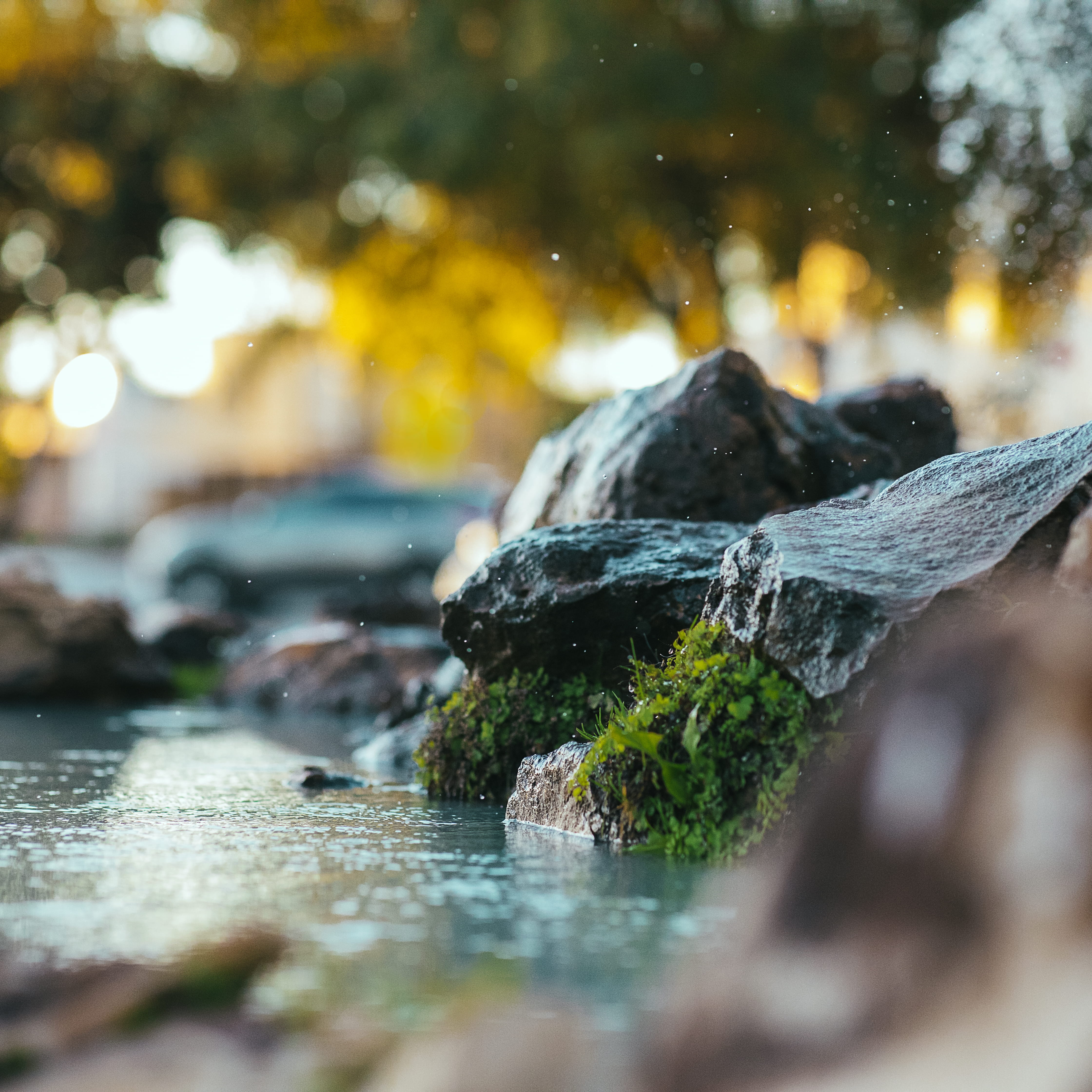 selective focus, beauty in nature, park, surface level, photography, outdoors, scenic, environment, flowing, no people, tranquility, plant part, tree, stone, Phone HD Wallpaper