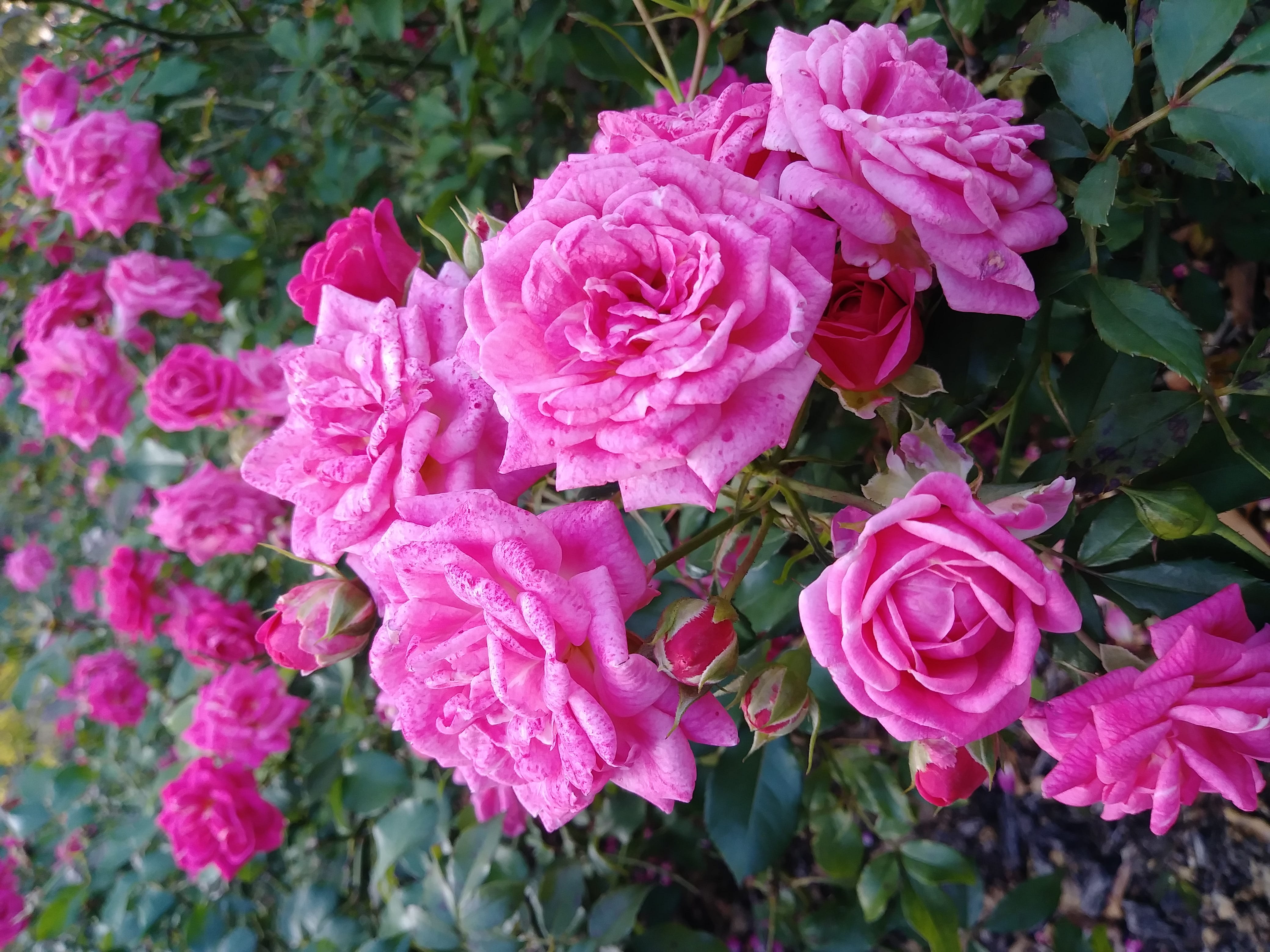 springtime, beauty in nature, rose, close-up, petal, pink, hope, outdoors, flower head, pink color, 4K, peace, plant part, rose - flower, joy, florence, HD Wallpaper