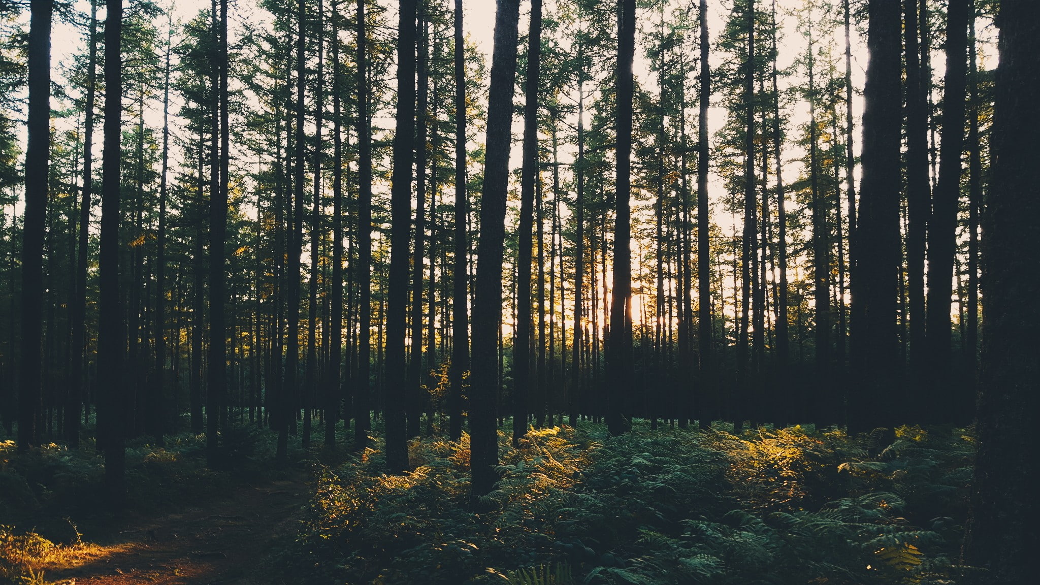 day, no people, woodland, non-urban scene, sunset, 1080P, remote, tree, photography, nature, coniferous tree, scenics - nature, tree trunk, growth, land, HD Wallpaper