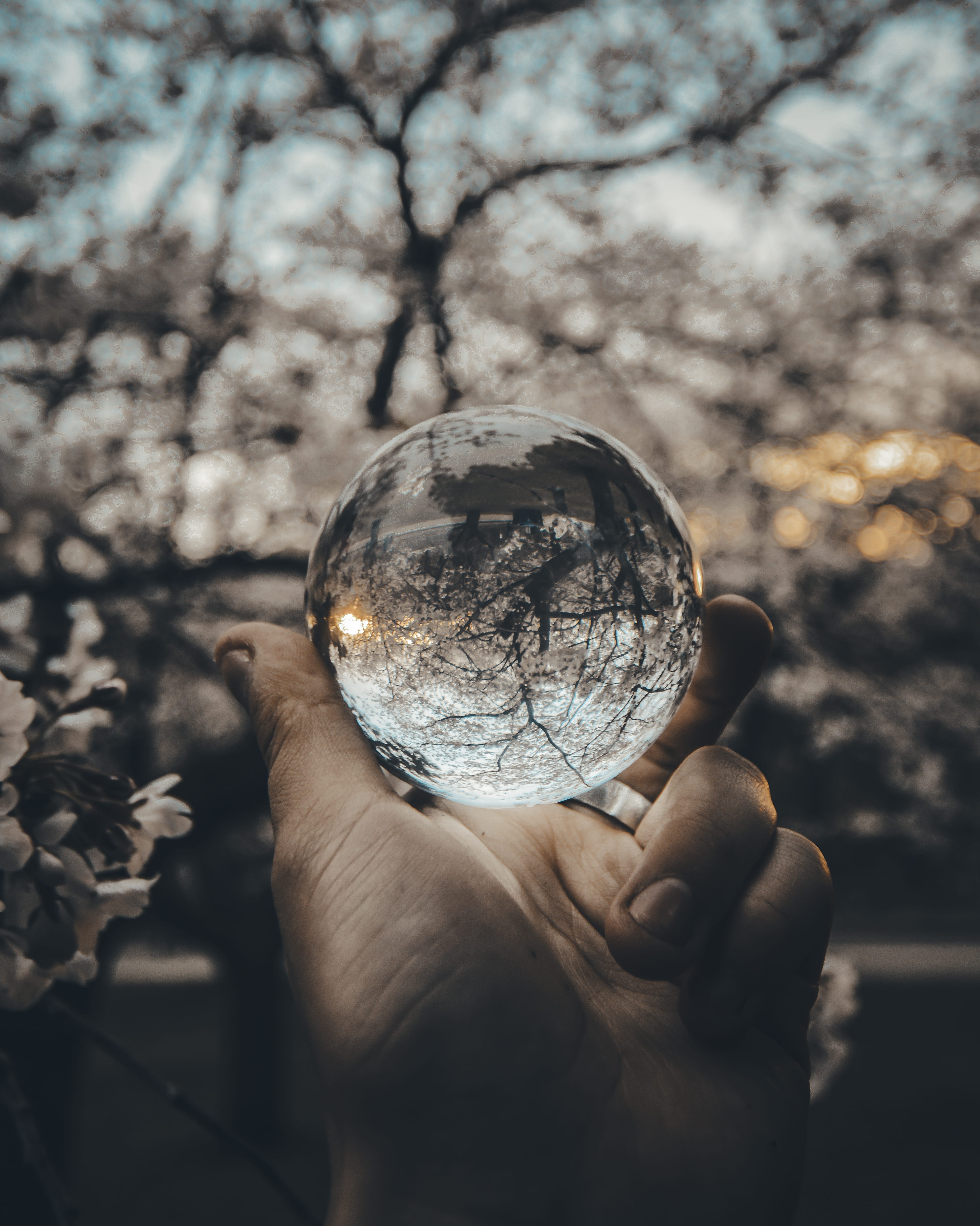 nature, reflect, glass ball, finger, crystal ball, person, s, round, hand, outdoors, real people, glass - Material, plant, fortune telling, ball, personal perspective, Phone HD Wallpaper